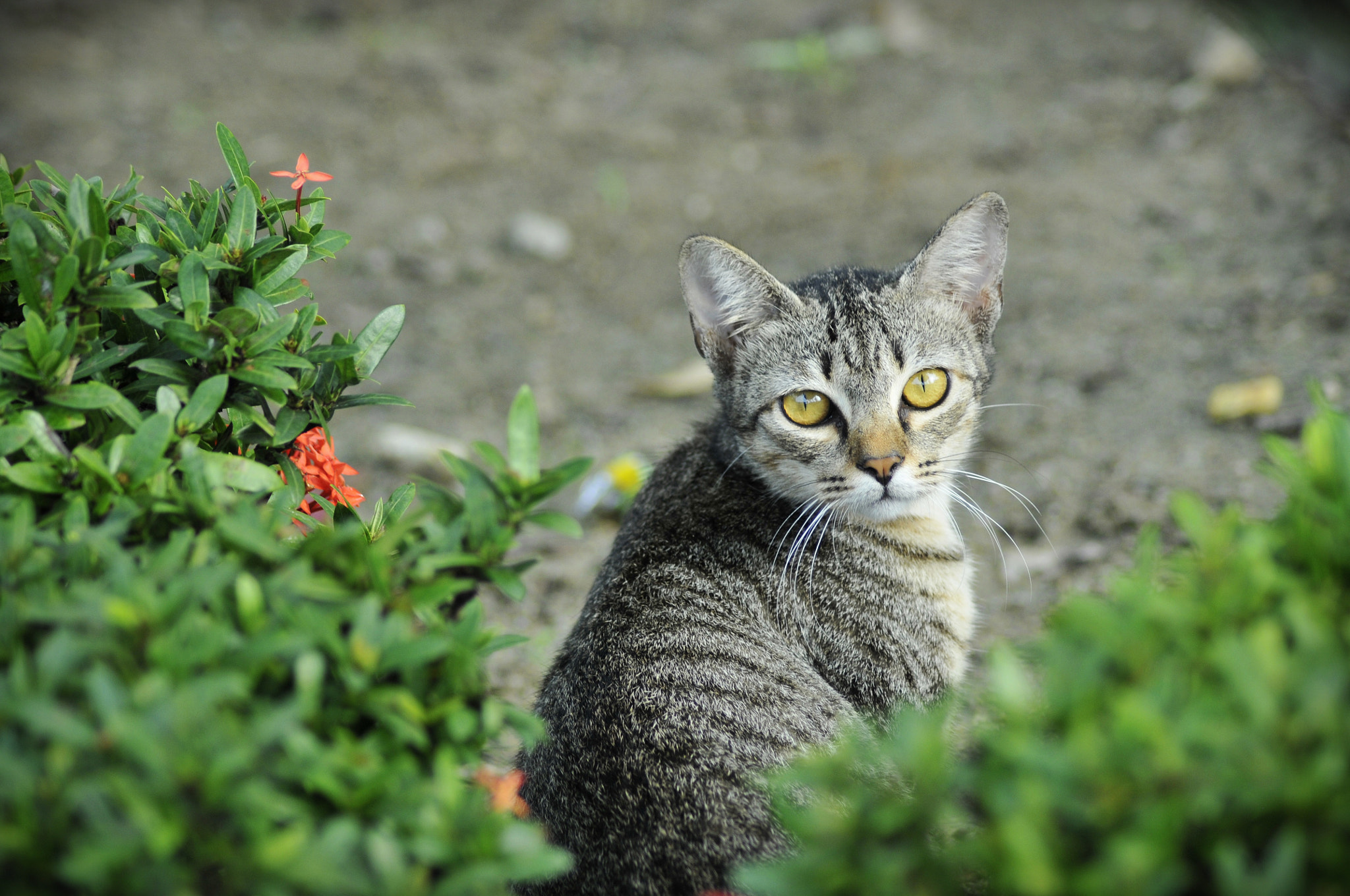Nikon AF Nikkor 70-300mm F4-5.6G sample photo. Cat photography