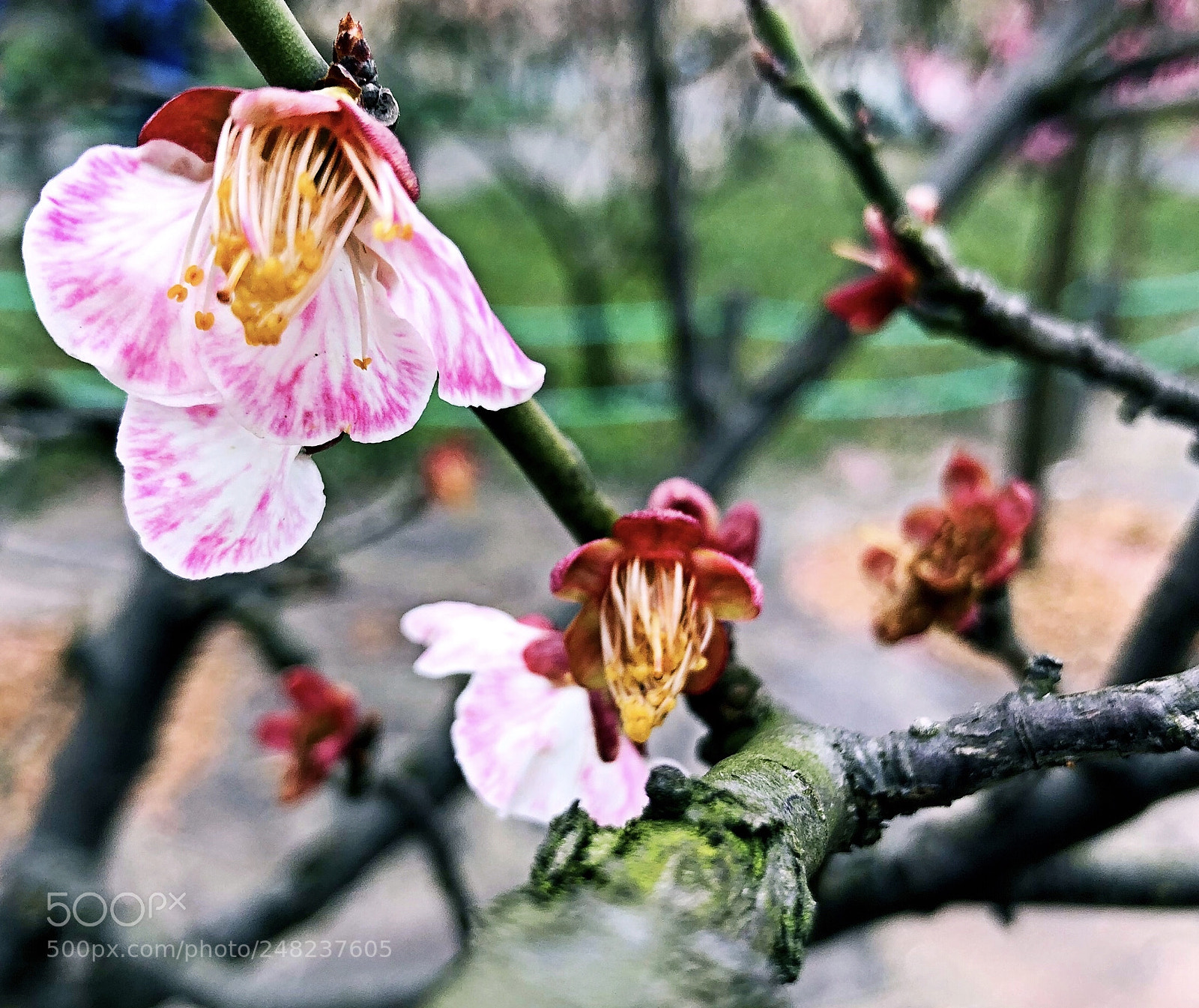 Apple iPhone X sample photo. Untitled photography