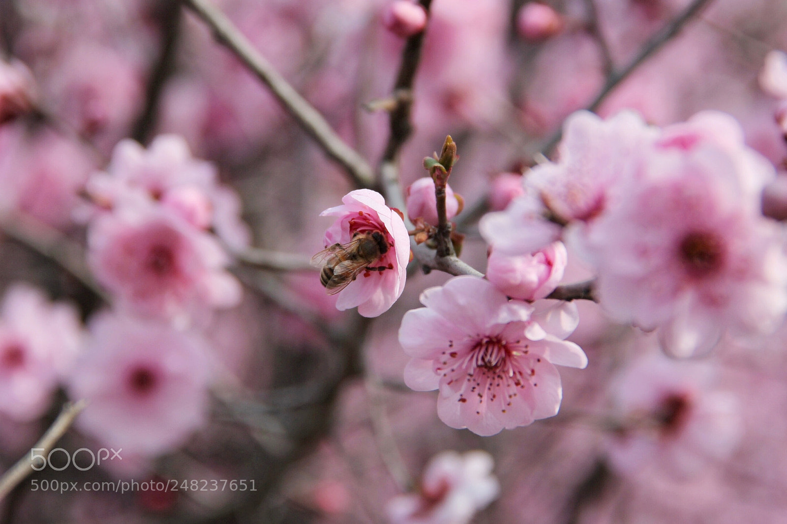 Canon EOS 600D (Rebel EOS T3i / EOS Kiss X5) sample photo. 美人梅和蜜蜂 photography