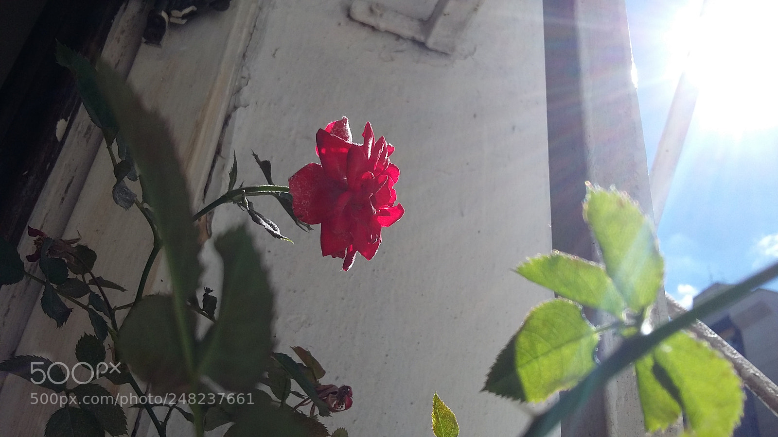 Samsung Galaxy Grand Prime sample photo. Flower photography