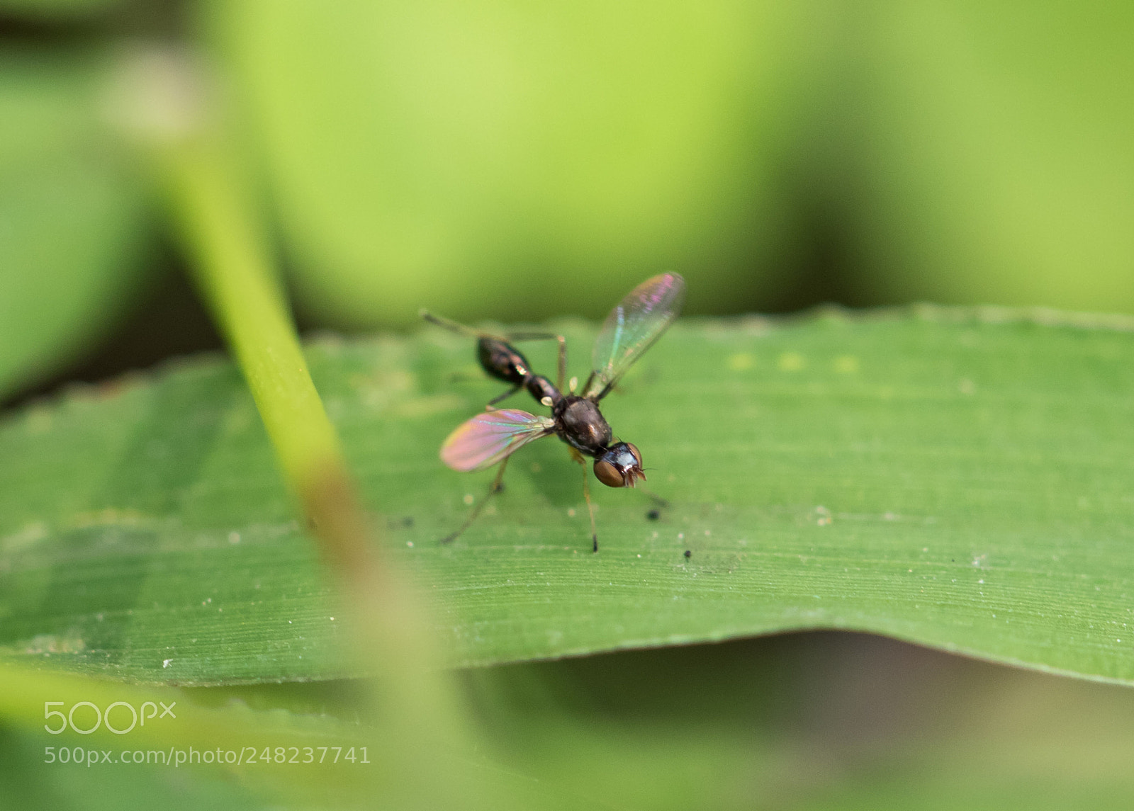 Canon EOS 7D Mark II sample photo. Tr c gi c photography
