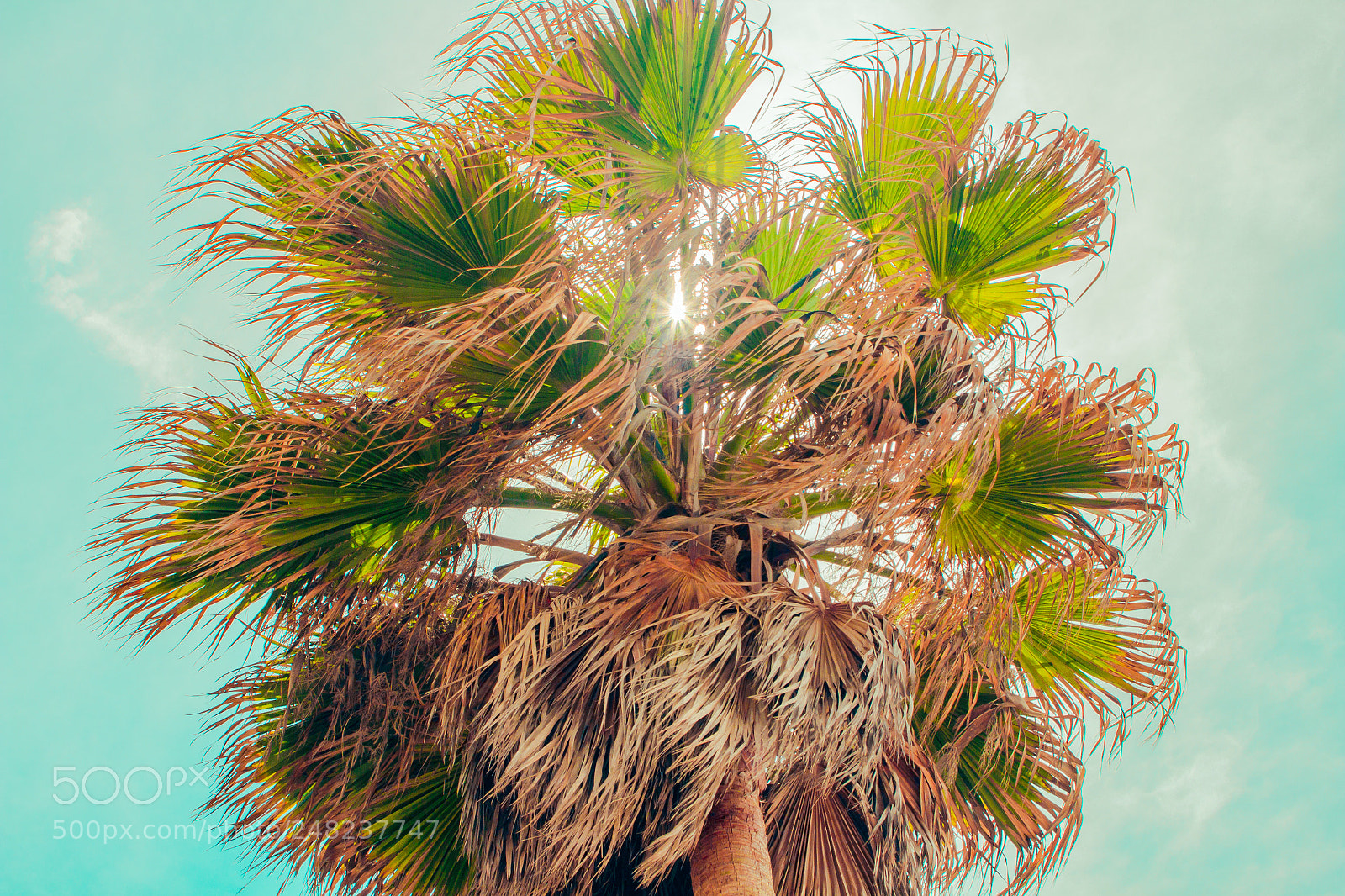 Canon EOS 700D (EOS Rebel T5i / EOS Kiss X7i) sample photo. Palmtree photography