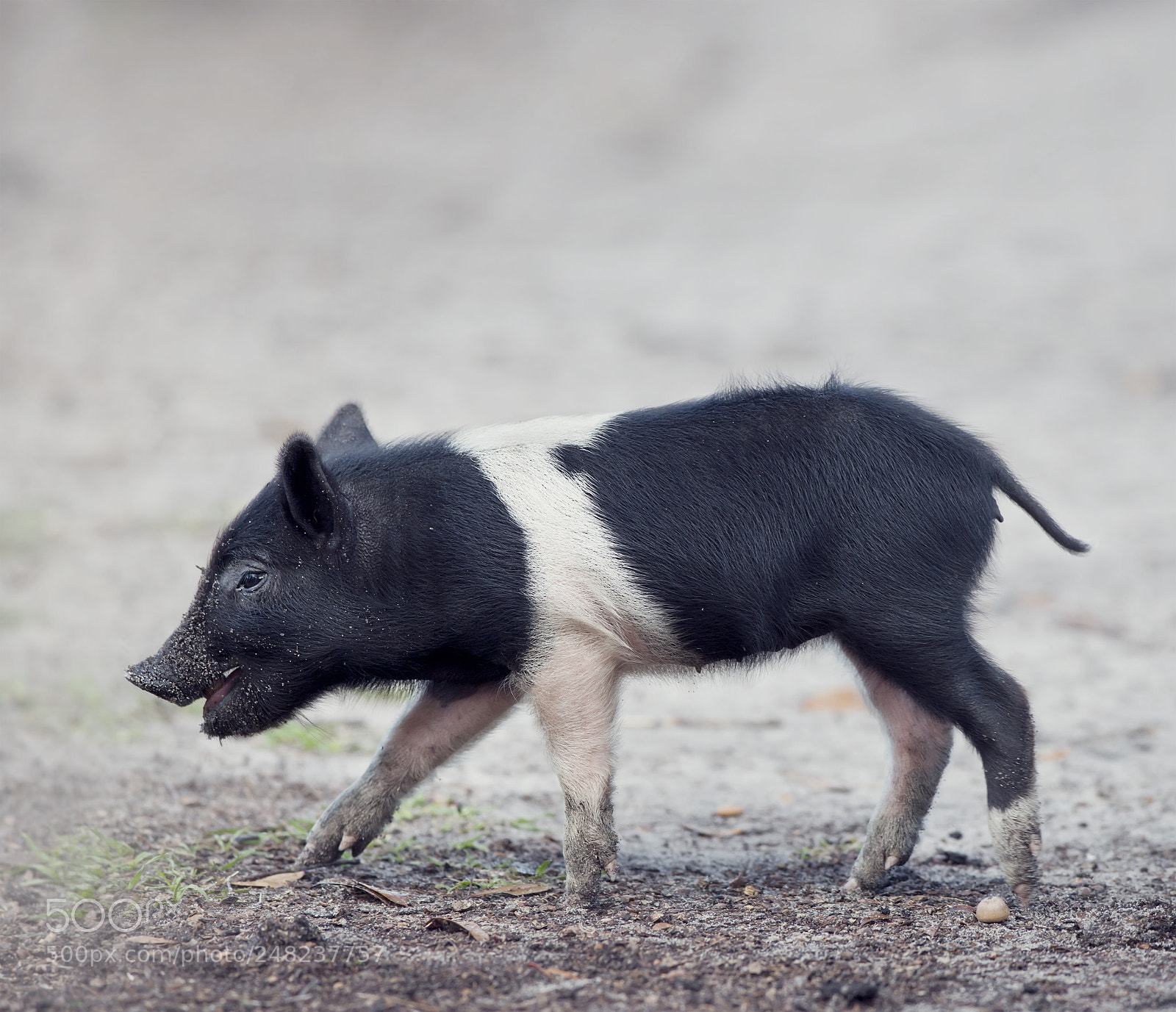 Nikon D800 sample photo. Wild piglet in florida photography
