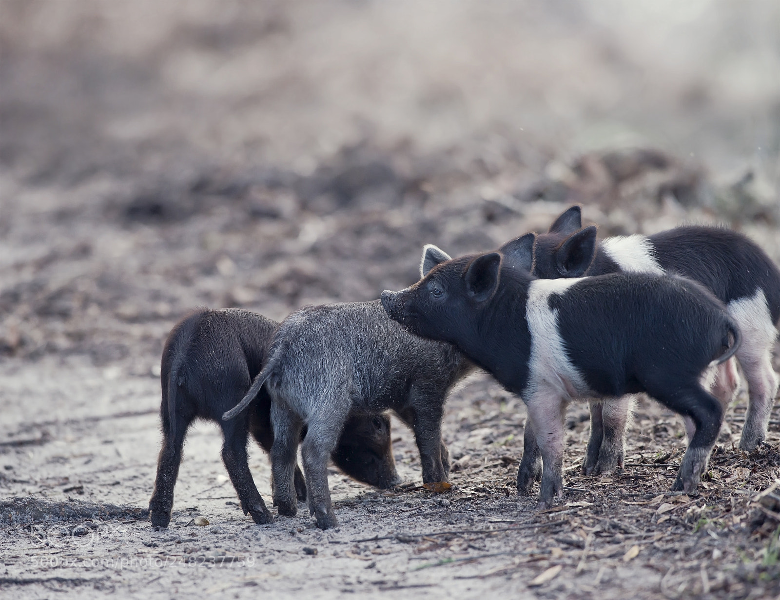 Nikon D800 sample photo. Wild piglets in florida photography