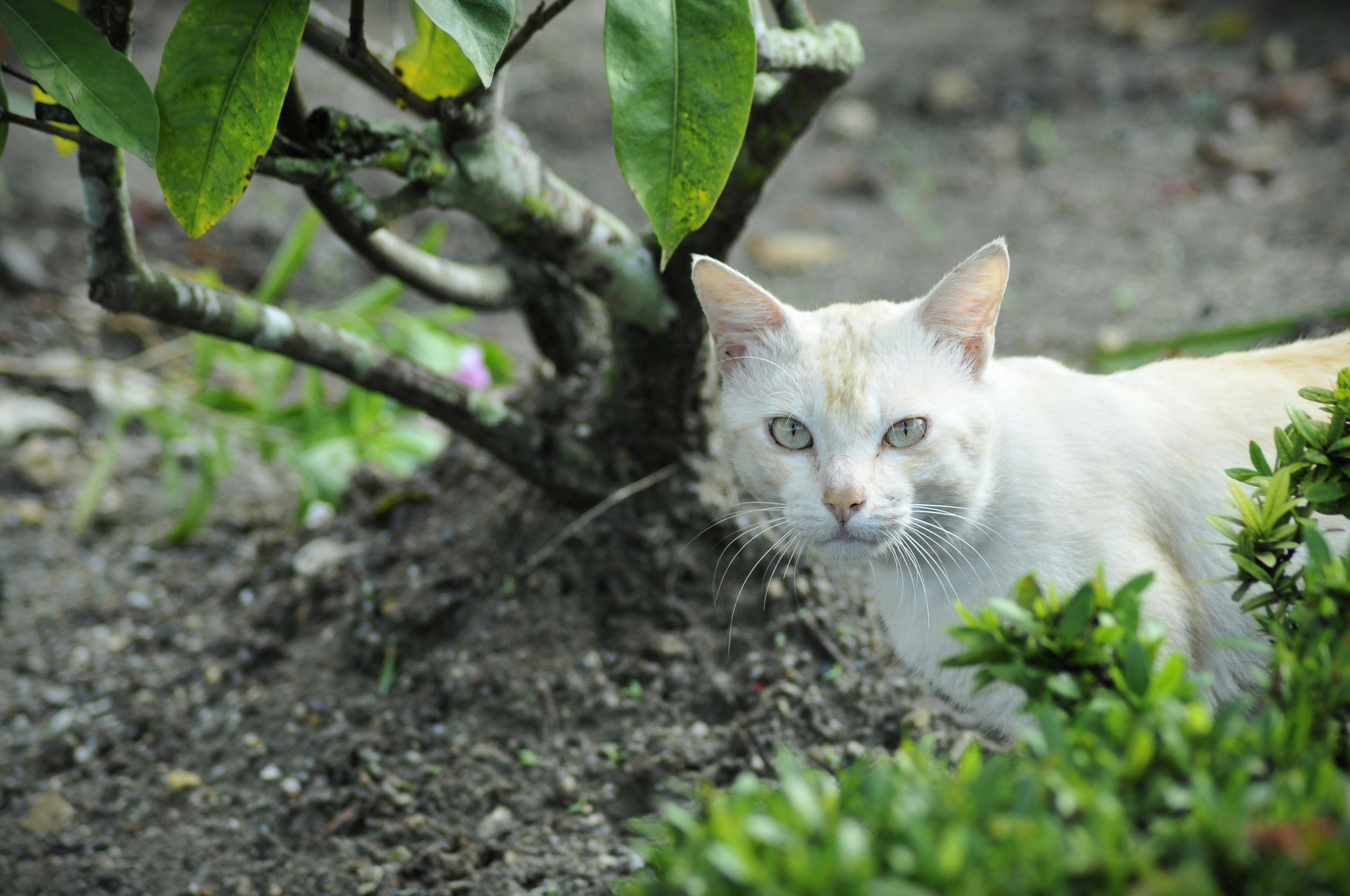 Nikon D300 + Nikon AF Nikkor 70-300mm F4-5.6G sample photo. Cat photography