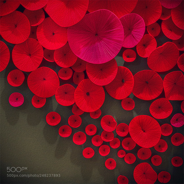 Olympus OM-D E-M5 II sample photo. Red painted poppies photography