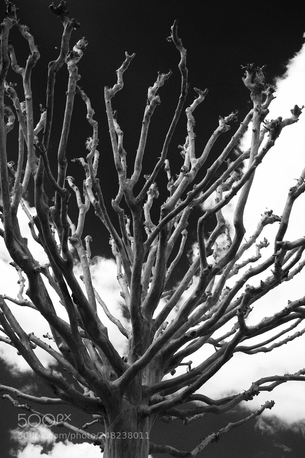 Fujifilm X100S sample photo. Waiting for spring 2 photography