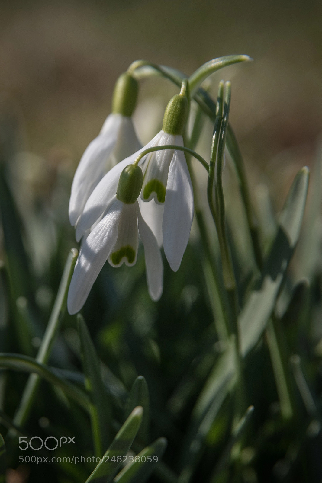 Nikon D850 sample photo. Zgl-180304-0765.jpg photography