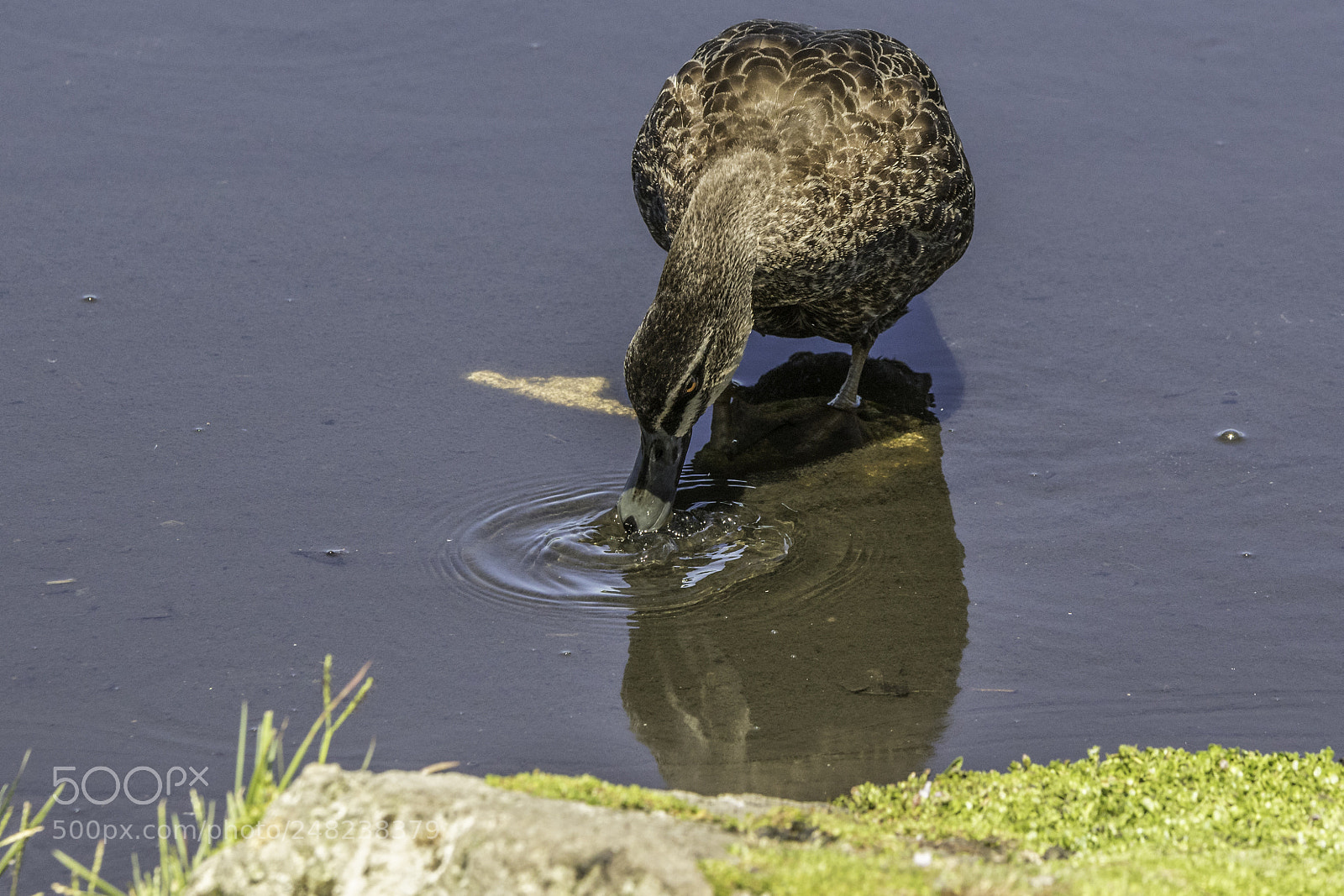 Canon EOS 7D Mark II sample photo. Pacific black duck photography