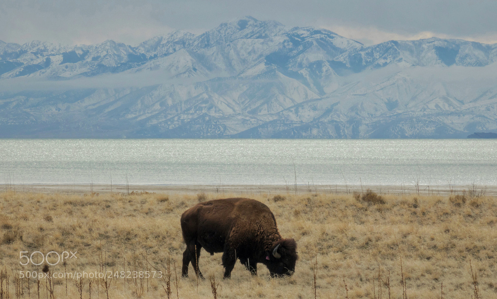 Sony Cyber-shot DSC-RX10 III sample photo. Bison, antelope island state photography