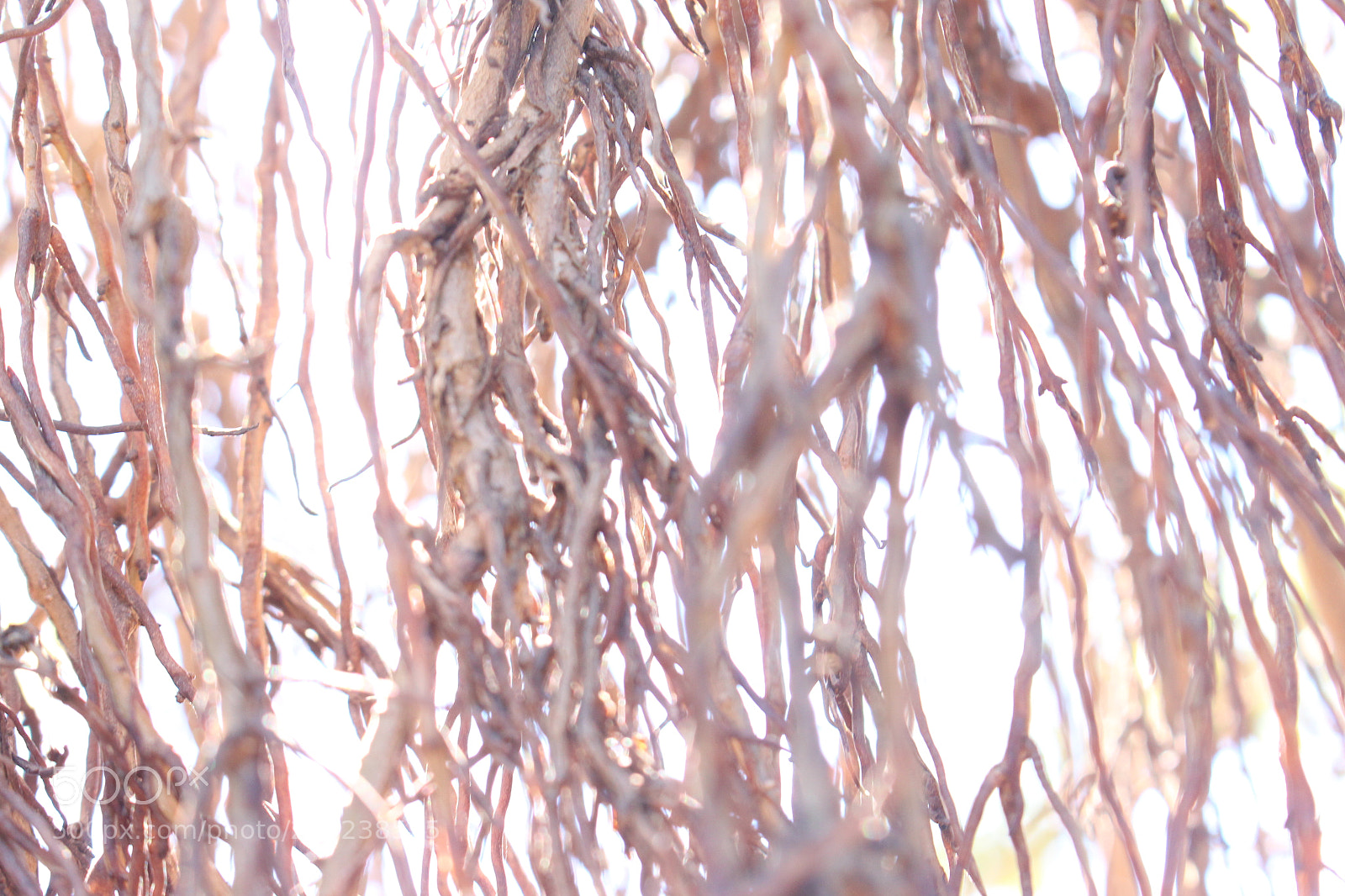 Canon EOS 700D (EOS Rebel T5i / EOS Kiss X7i) sample photo. Banyon twigs throught sunlight photography