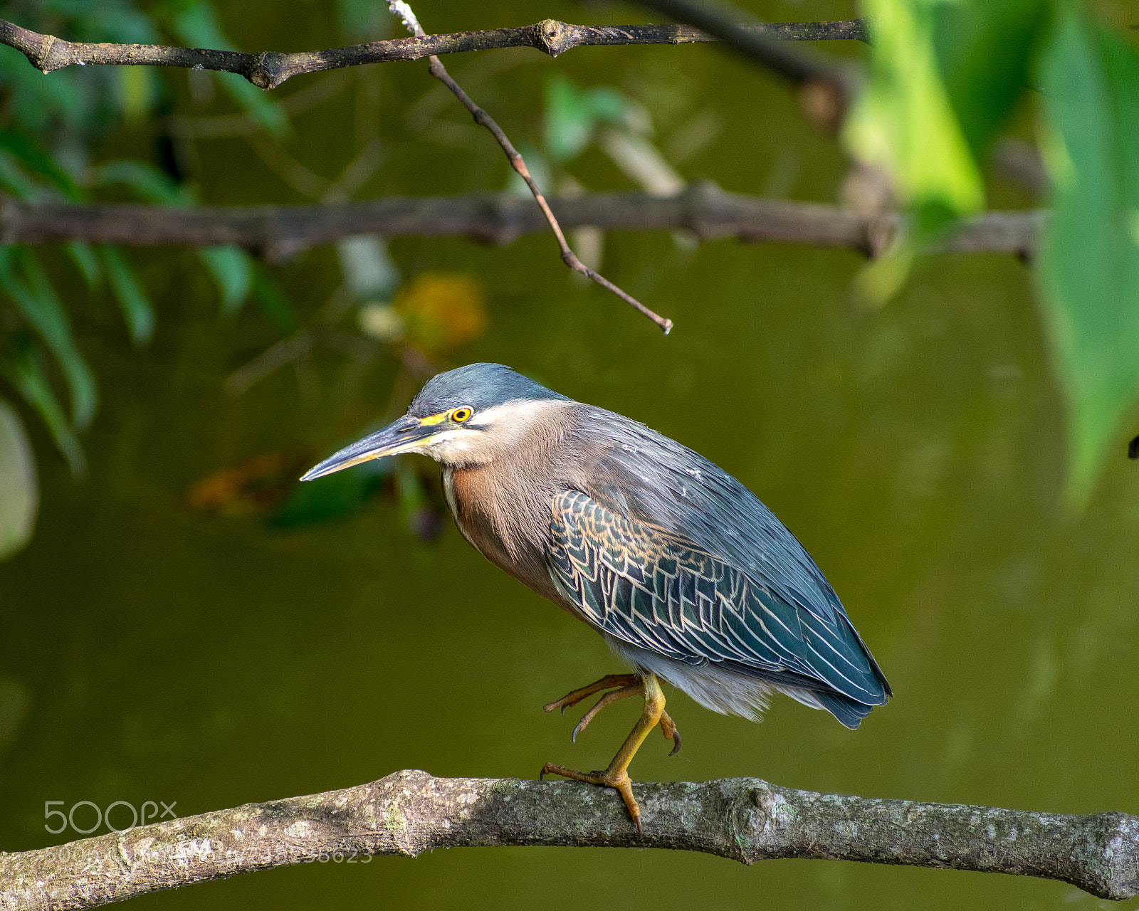 Nikon D3400 sample photo. Striated heron 1 photography