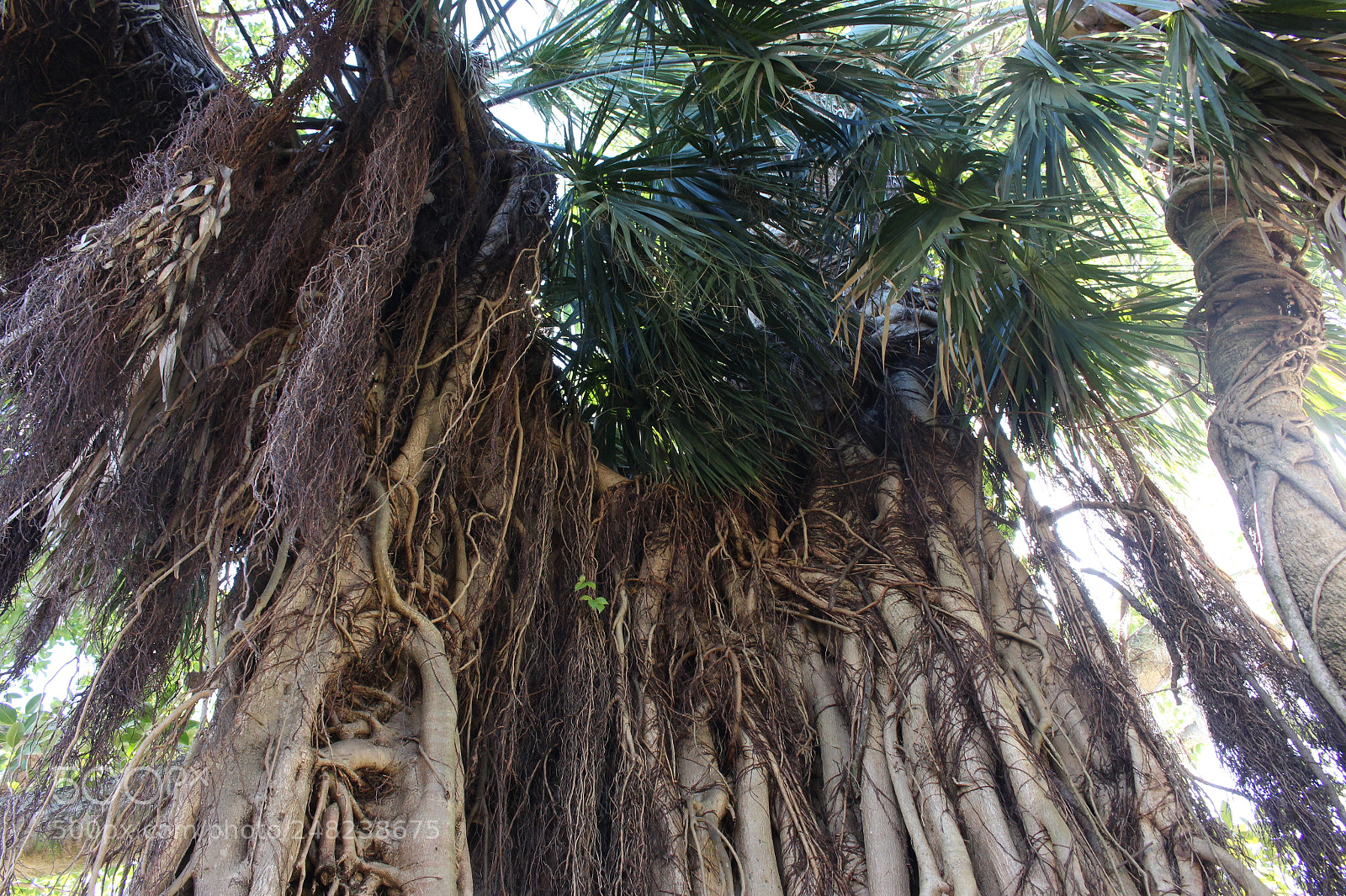 Canon EOS 700D (EOS Rebel T5i / EOS Kiss X7i) sample photo. Banyon tree photography