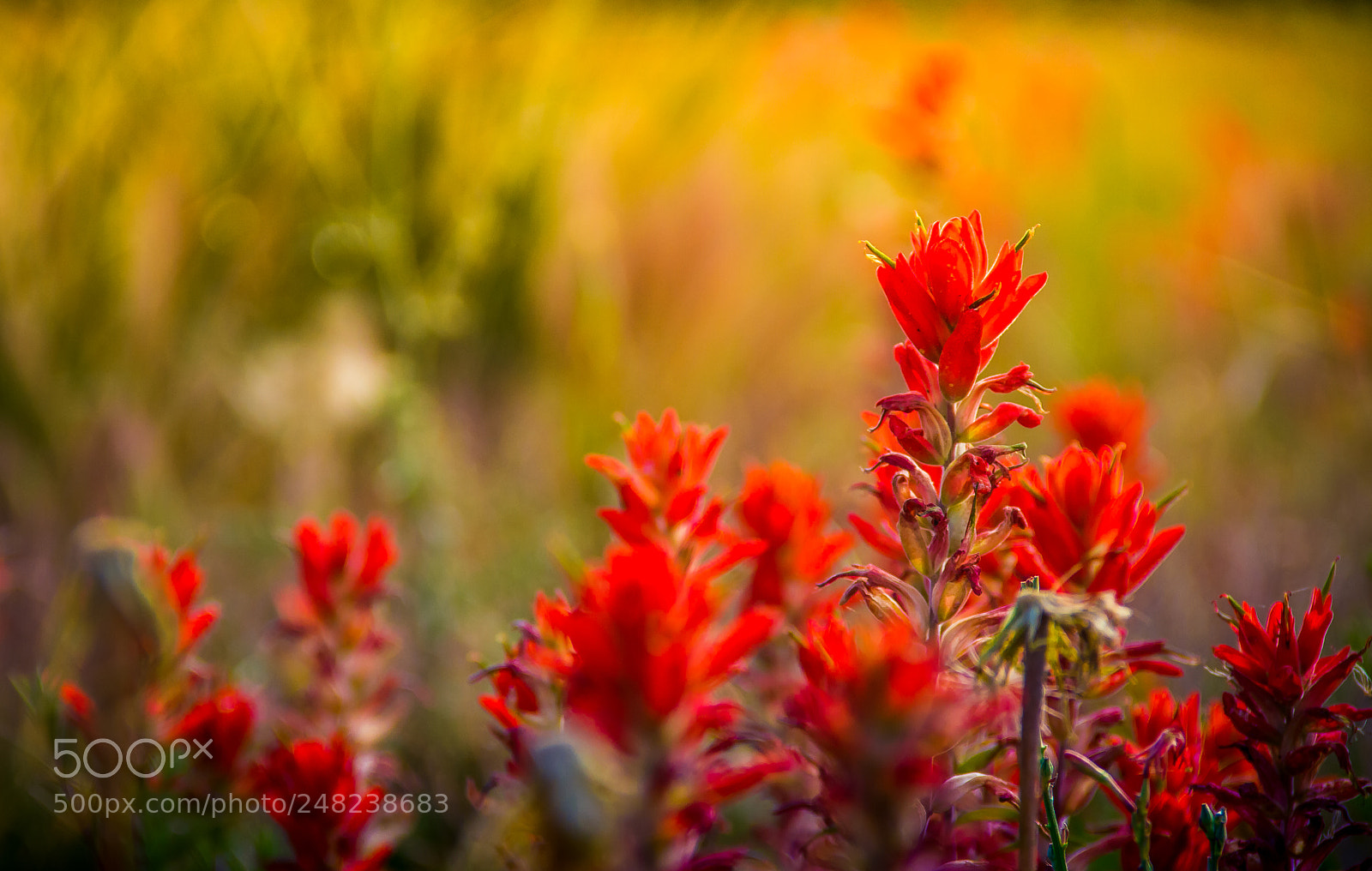 Canon EOS 7D sample photo. Indian paintbrush flowers photography