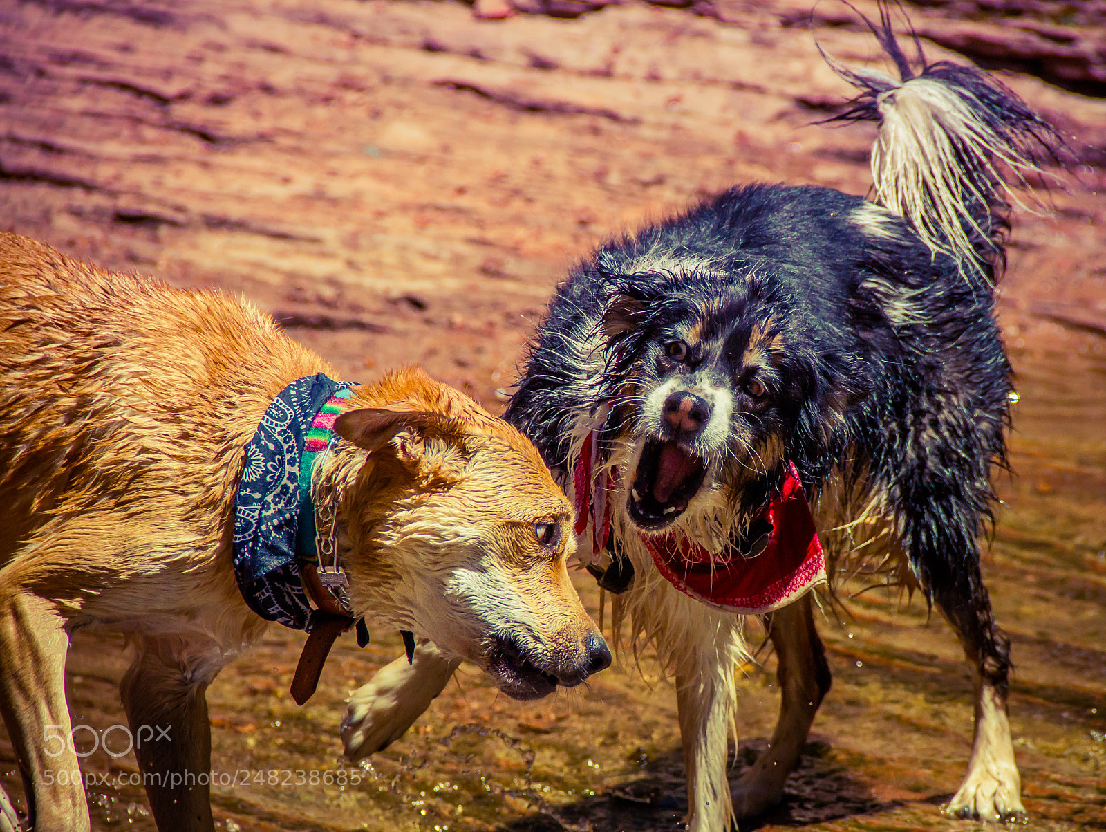 Canon EOS 7D sample photo. Two dogs playing in photography