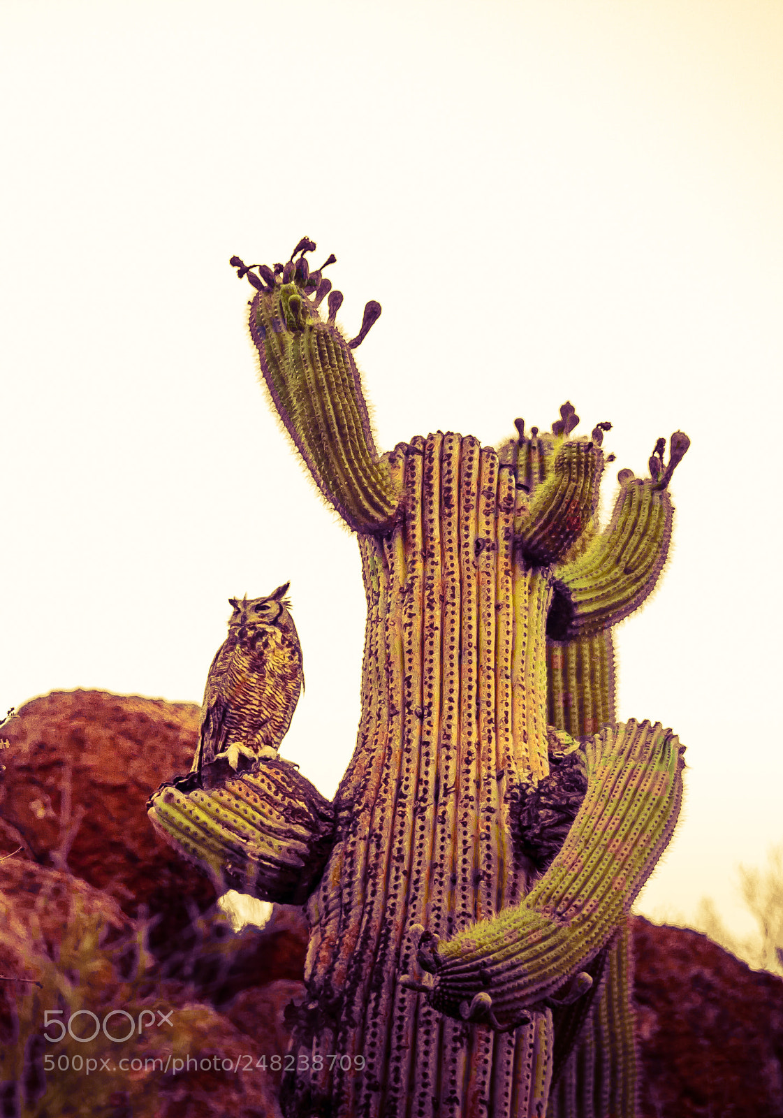 Canon EOS 7D sample photo. Great horned owl on photography