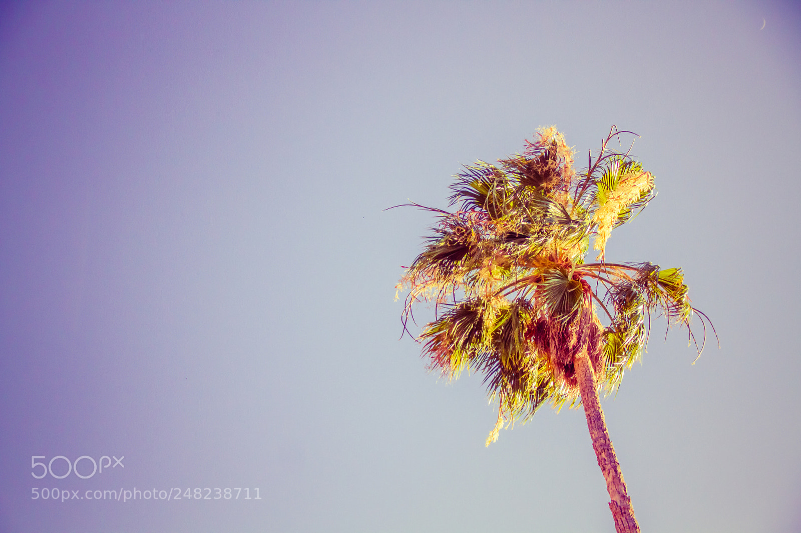 Canon EOS 7D sample photo. A lone palm tree photography