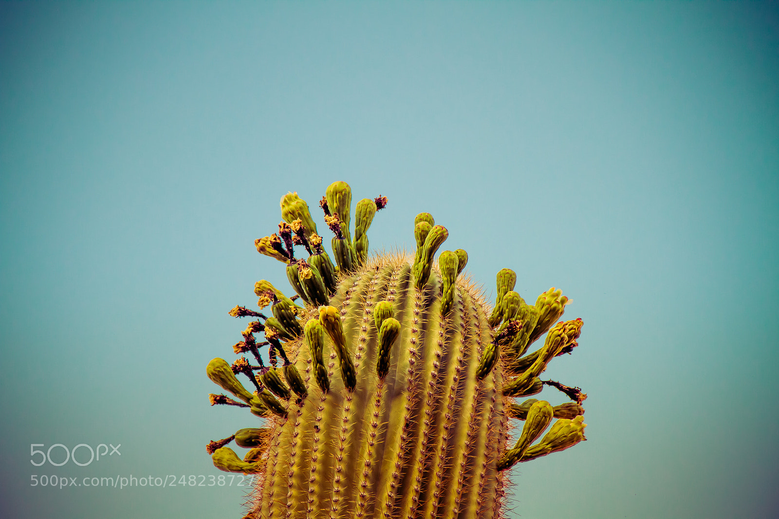 Canon EOS 7D sample photo. Top of tall saguaro photography