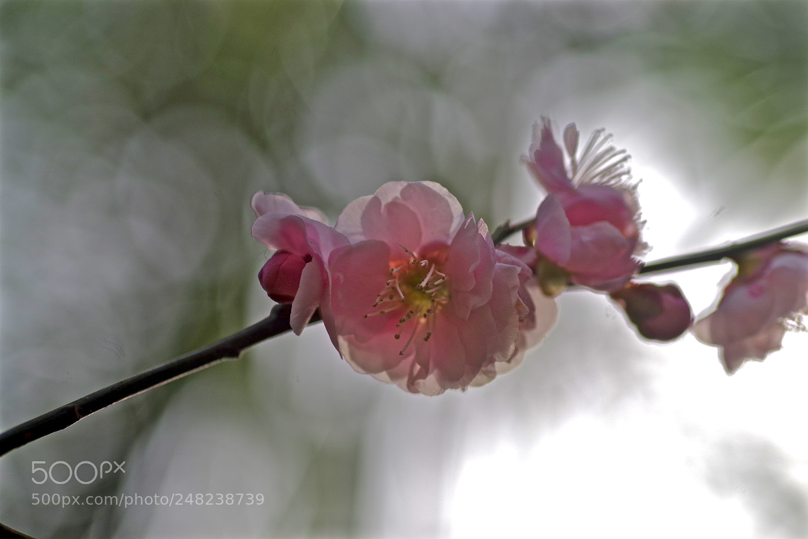 Pentax K-1 sample photo. Backlighting photography