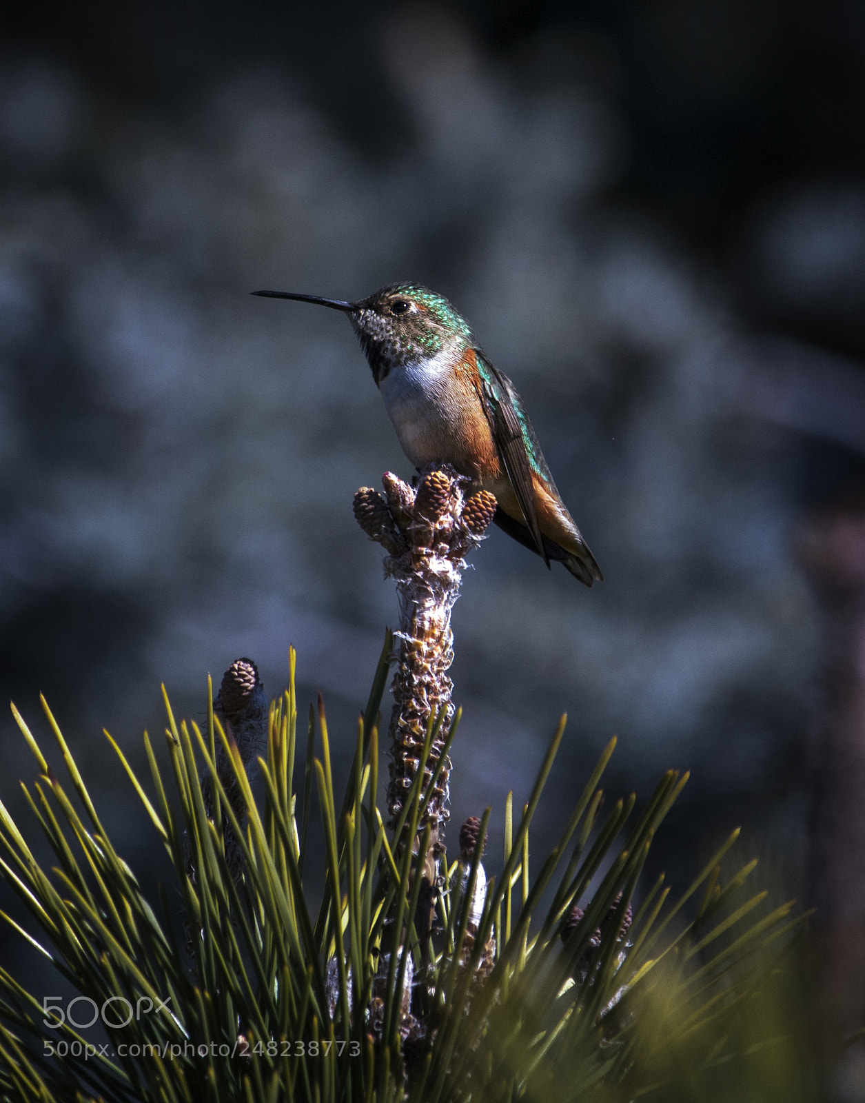 Canon EOS 750D (EOS Rebel T6i / EOS Kiss X8i) sample photo. Humming bird sec rest photography