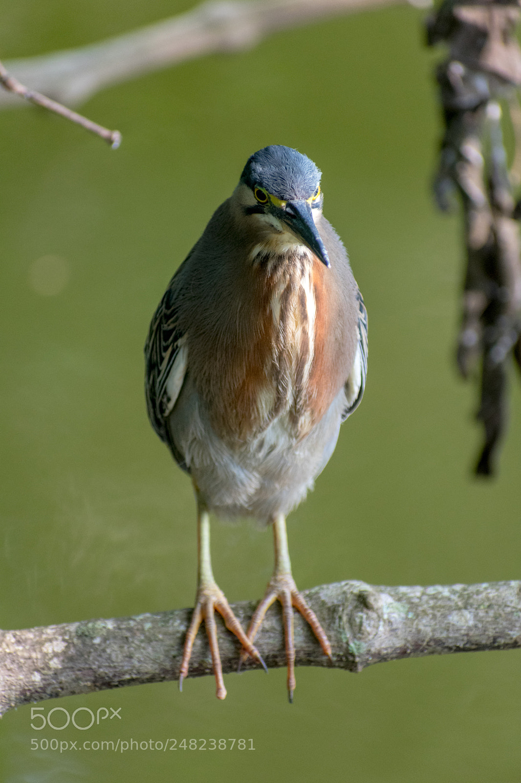 Nikon D3400 sample photo. Striated heron 2 photography