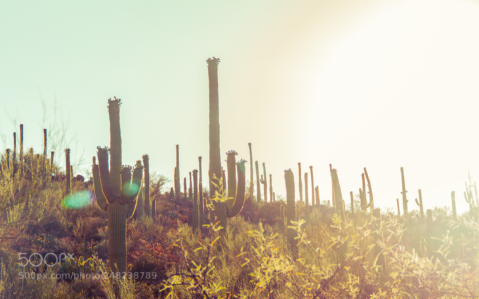 Canon EOS 7D sample photo. Tuscon desert at sunset photography