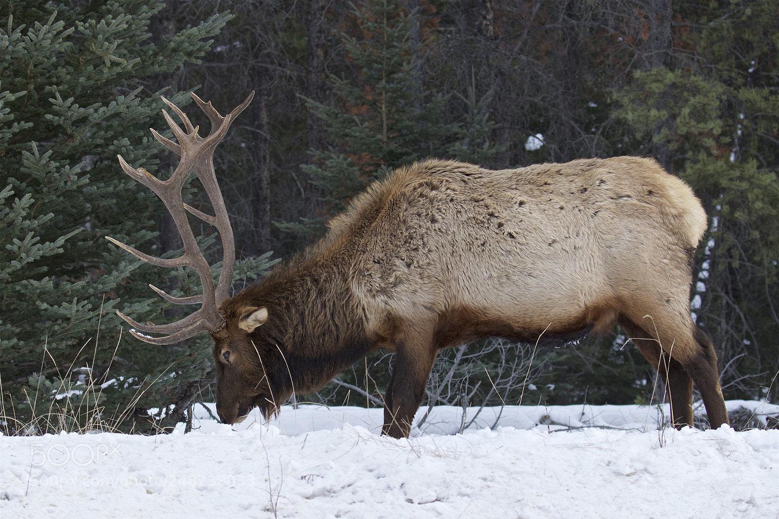 Canon EOS 7D Mark II sample photo. A bull elk photography