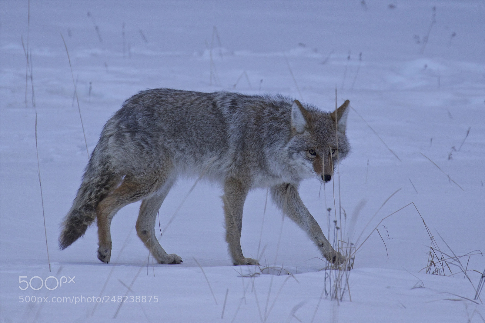 Canon EOS 7D Mark II sample photo. A coyote hunting photography