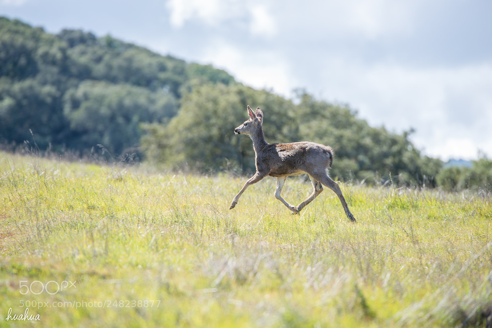 Nikon D610 sample photo. Spring in the air photography