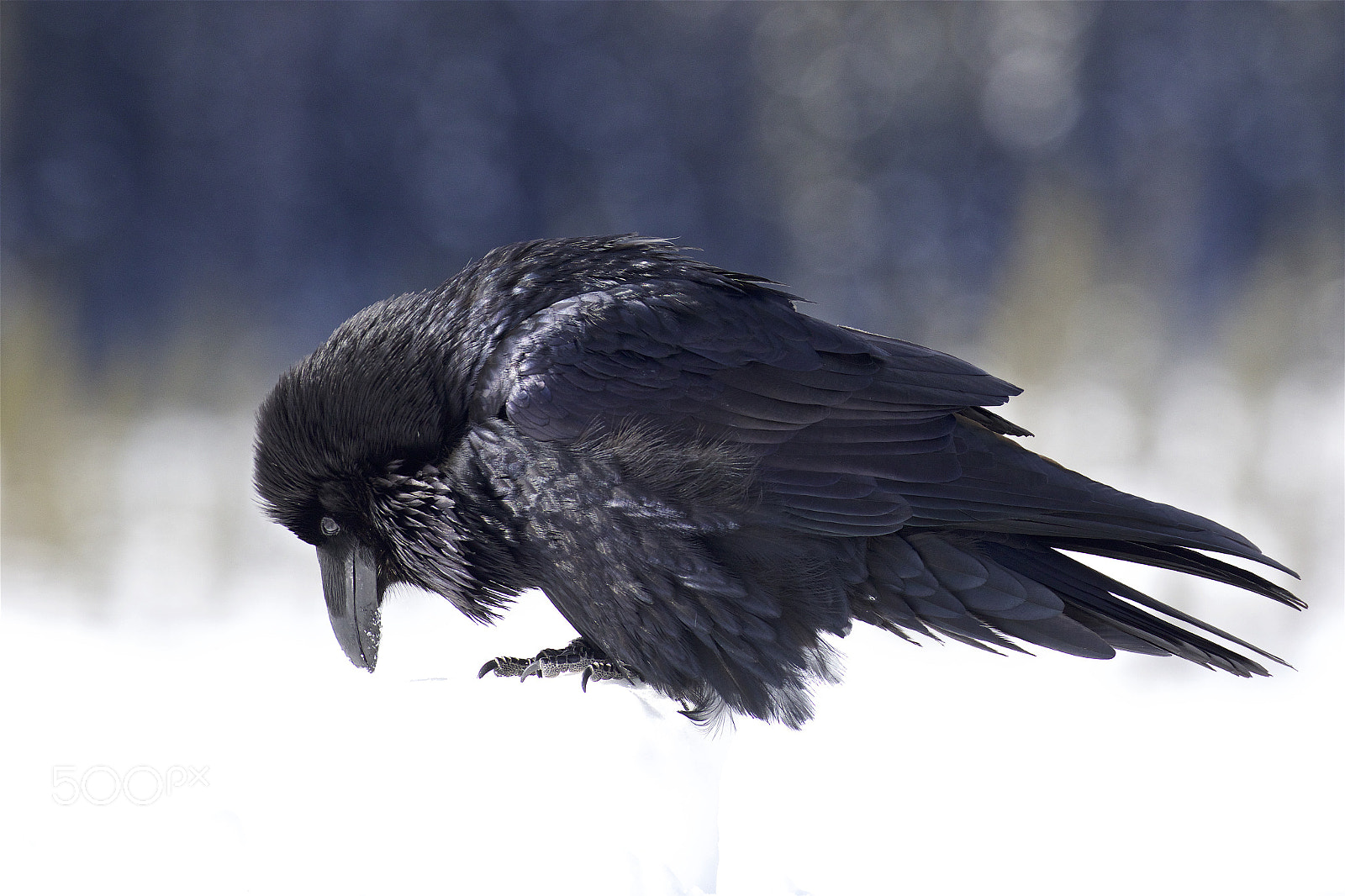 Canon EOS 7D Mark II sample photo. A raven on snow photography