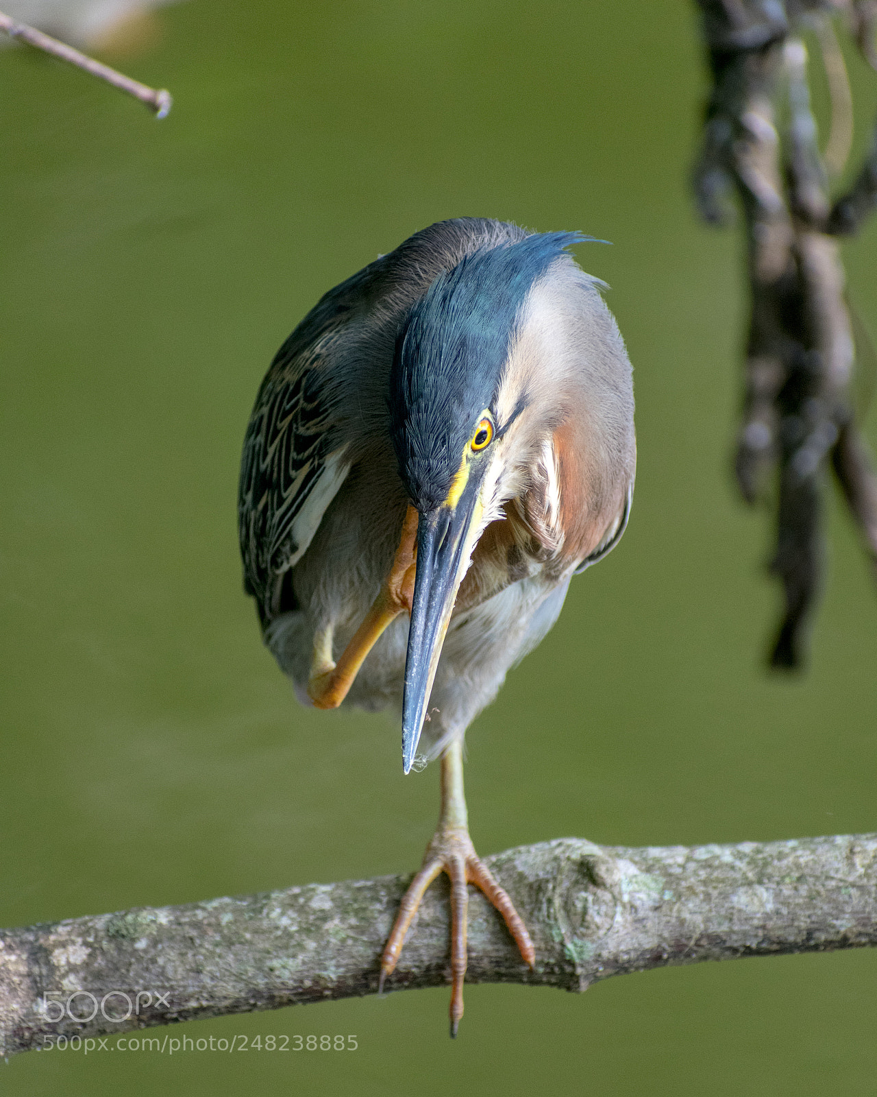 Nikon D3400 sample photo. Striated heron 3 photography