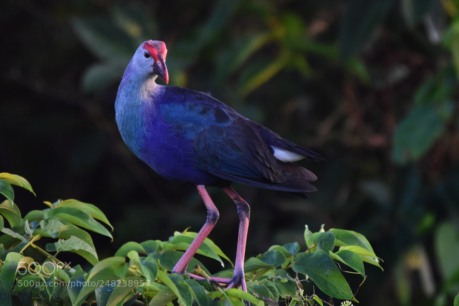 Nikon D7200 sample photo. Purple swarmhen (dsc_5122) photography