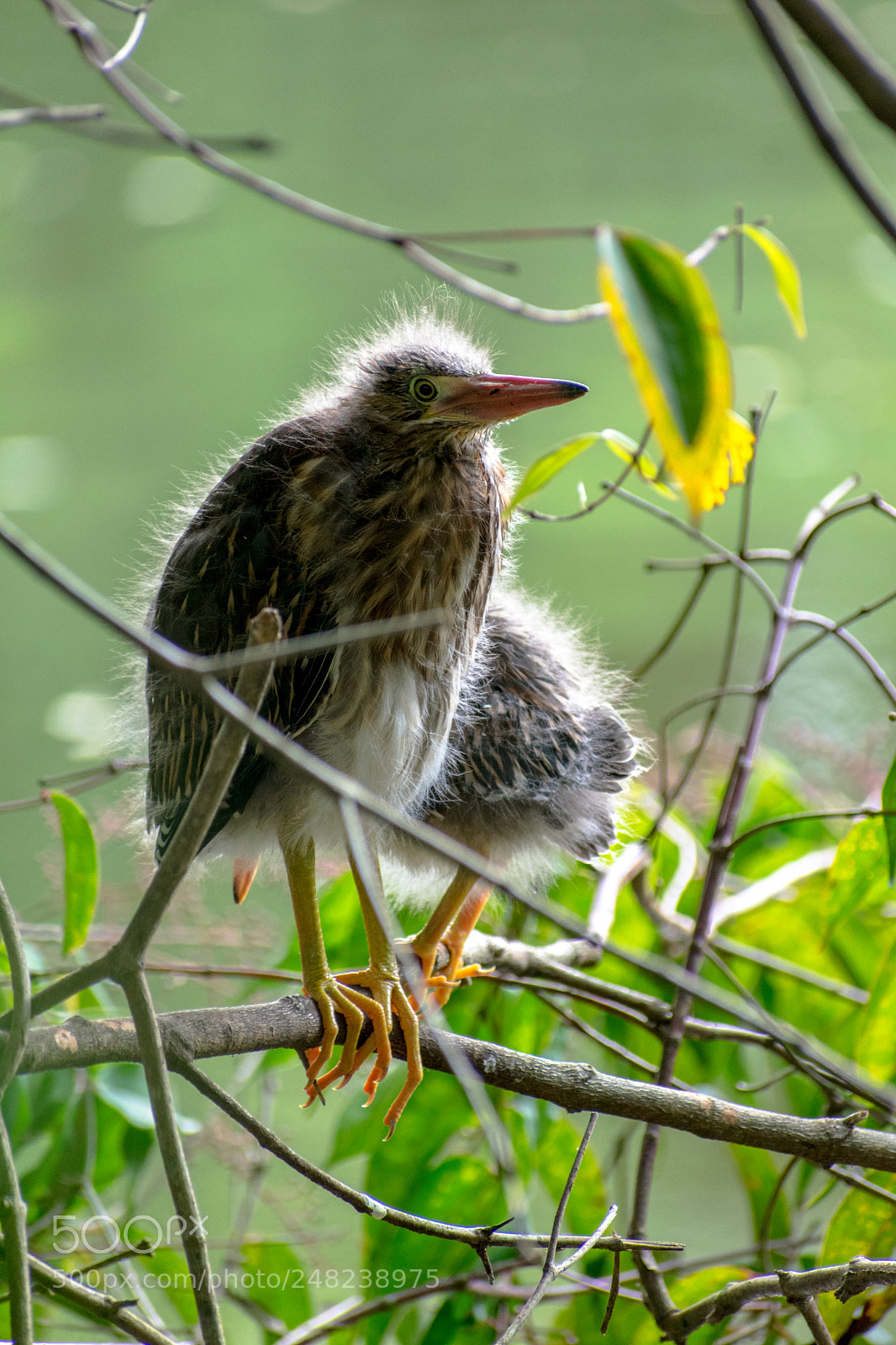 Nikon D3400 sample photo. Striated heron 4 photography