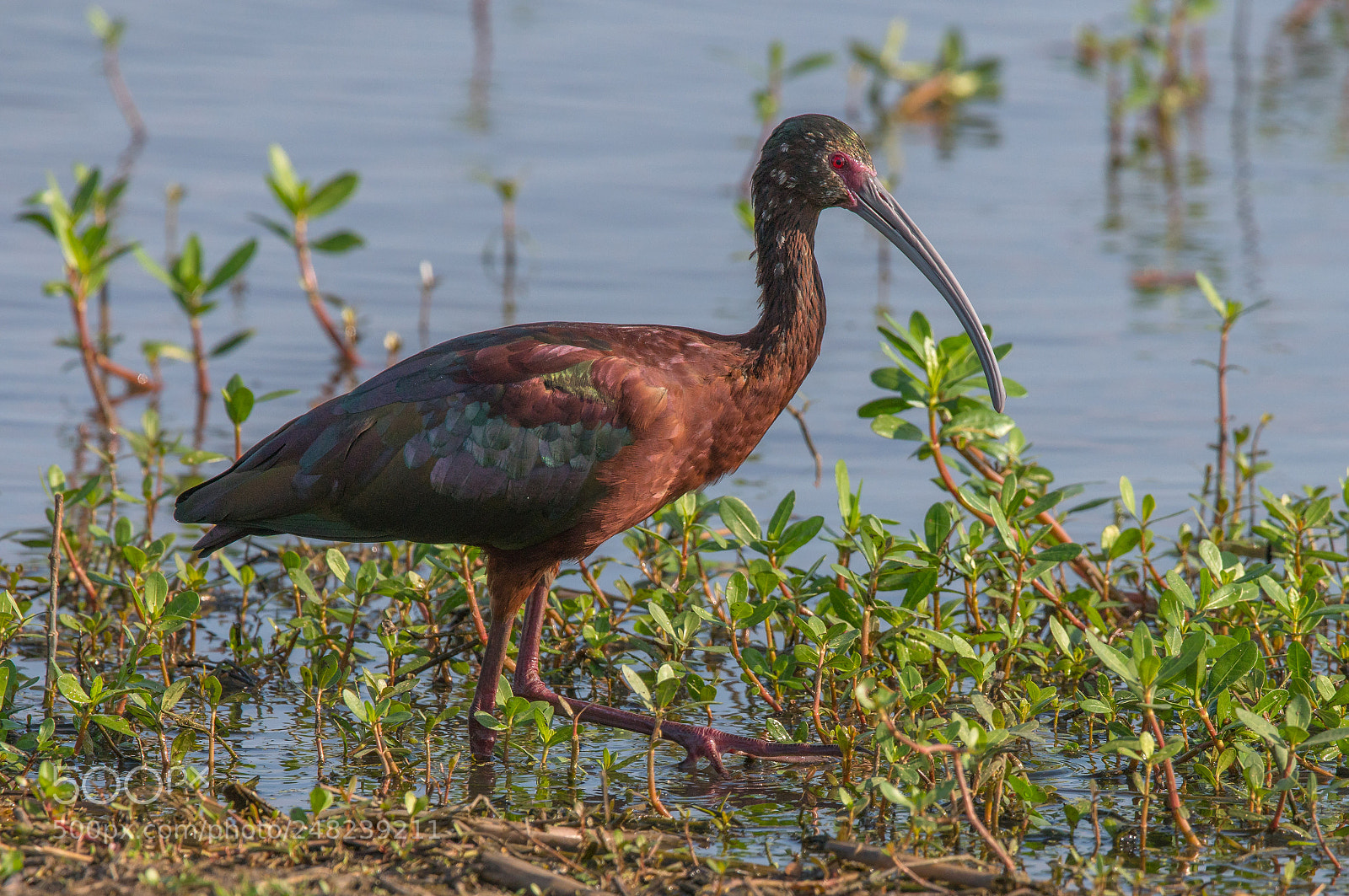 Sony a7R II sample photo. White faced ibis photography
