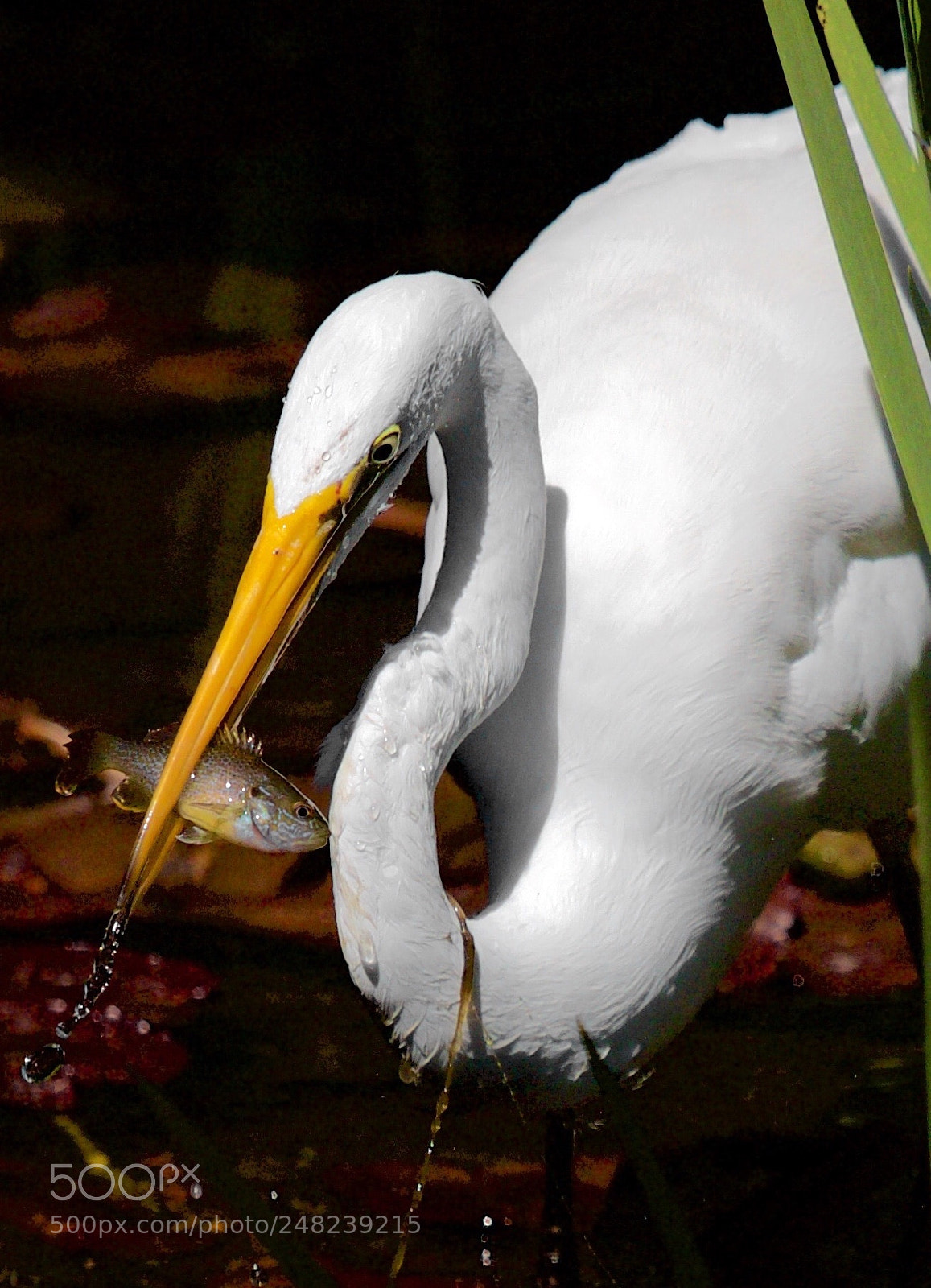 Canon EOS 80D sample photo. Go fishing, egret. photography