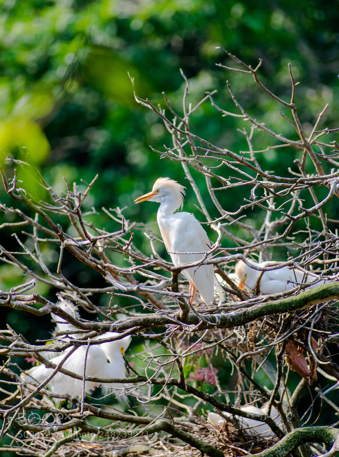 Nikon D3400 sample photo. Cattle egret photography