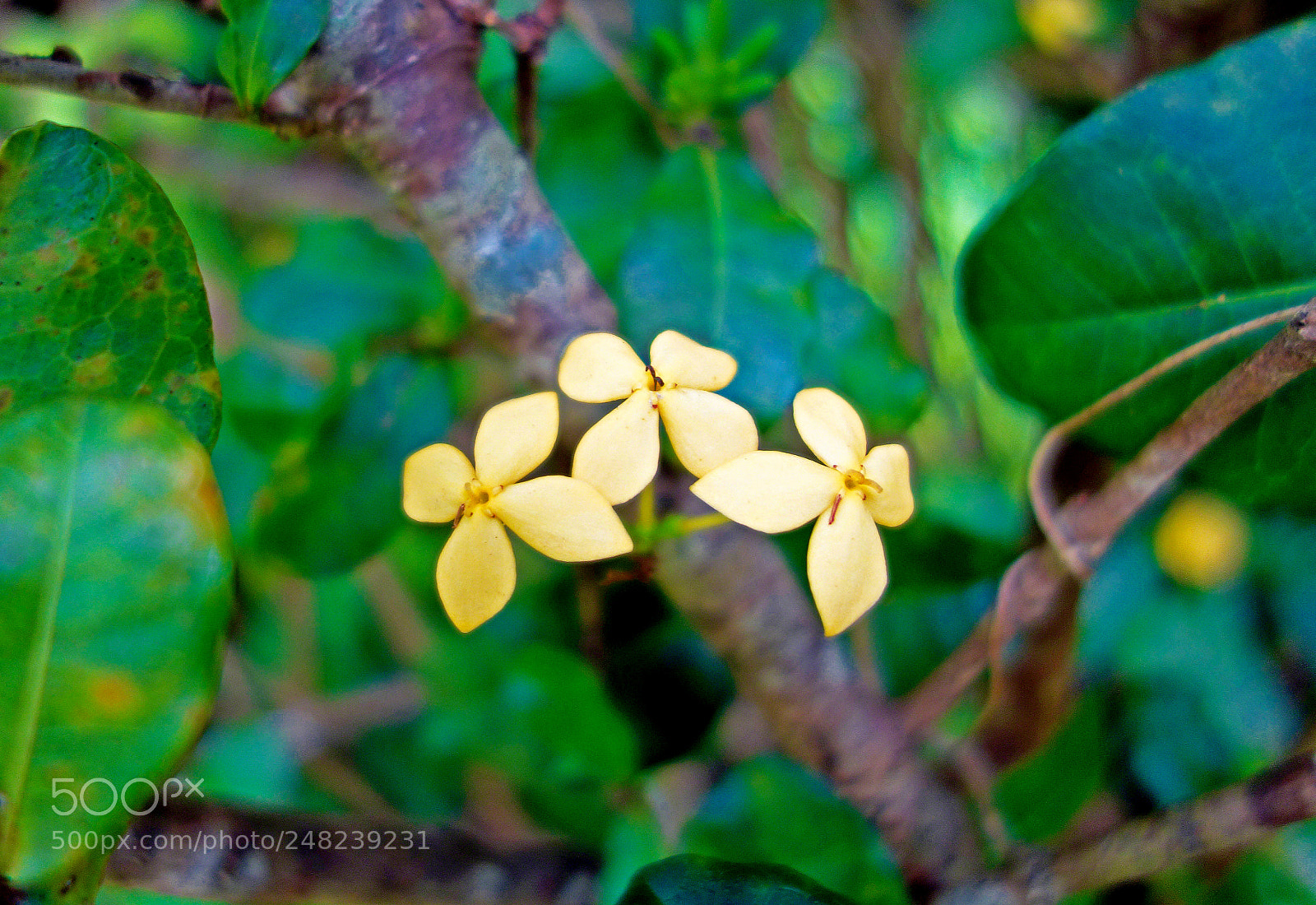 Sony Cyber-shot DSC-RX100 sample photo. Yellow trio photography