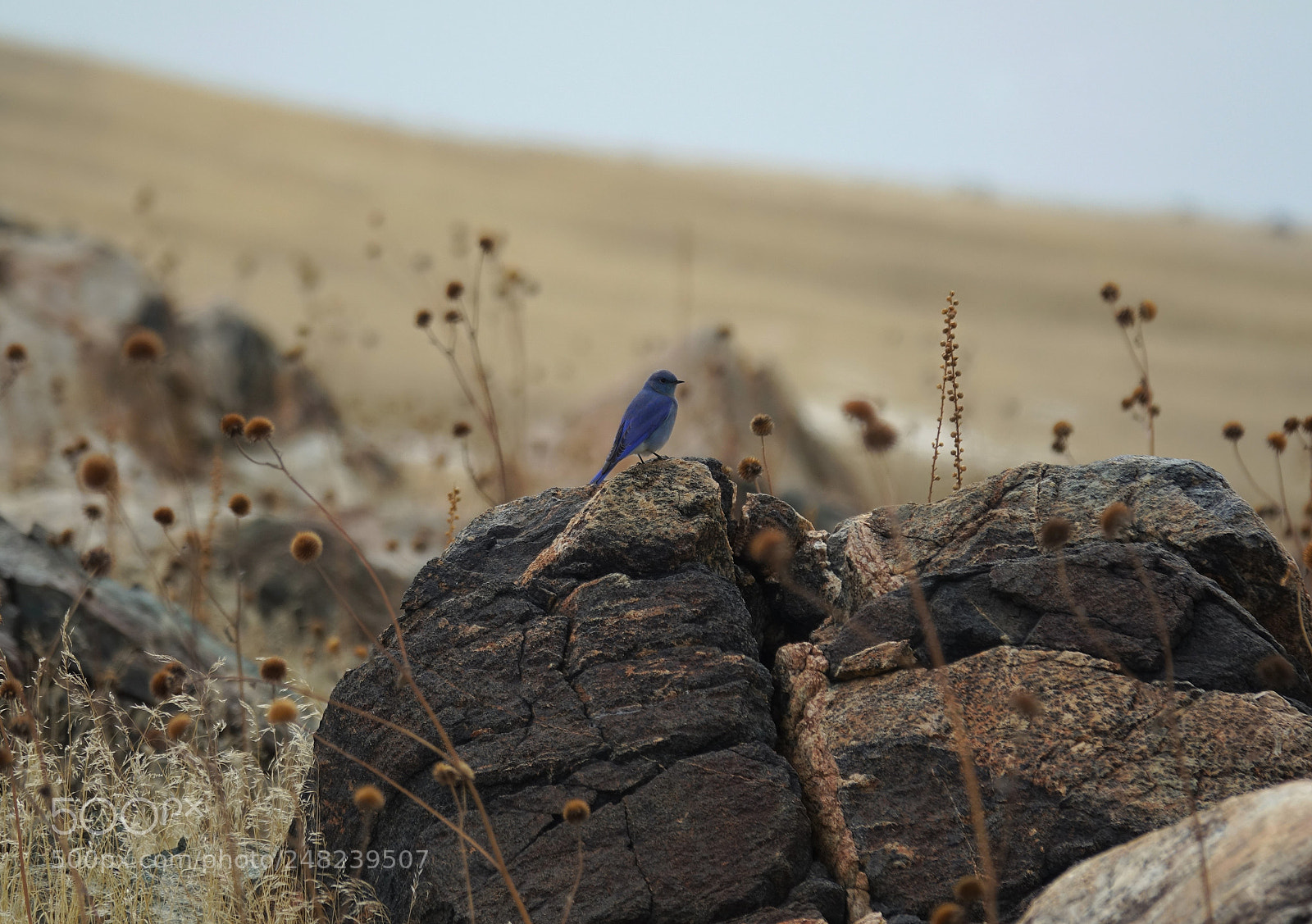 Sony Cyber-shot DSC-RX10 III sample photo. Mountain bluebird, antelope island photography