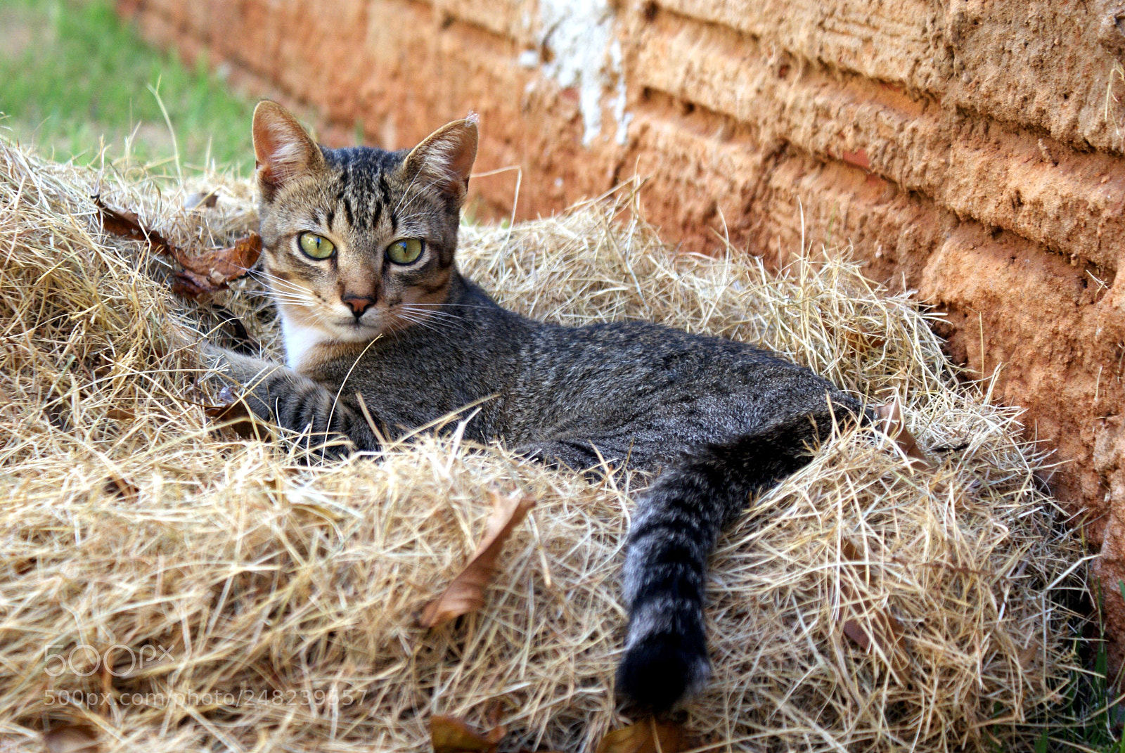 Sony DT 18-70mm F3.5-5.6 sample photo. Milo, the cat photography