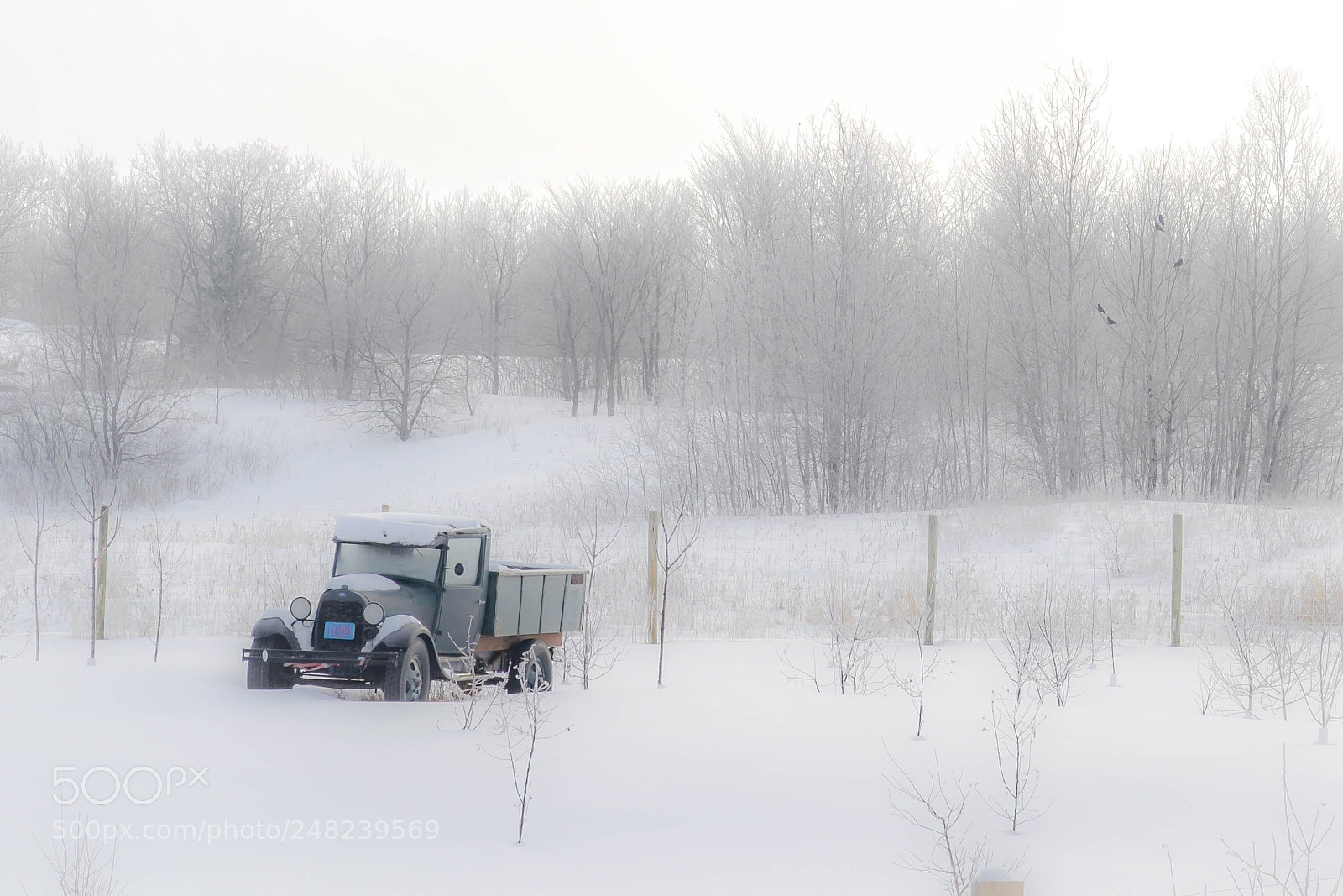 Nikon D3100 sample photo. Outstanding in his field photography