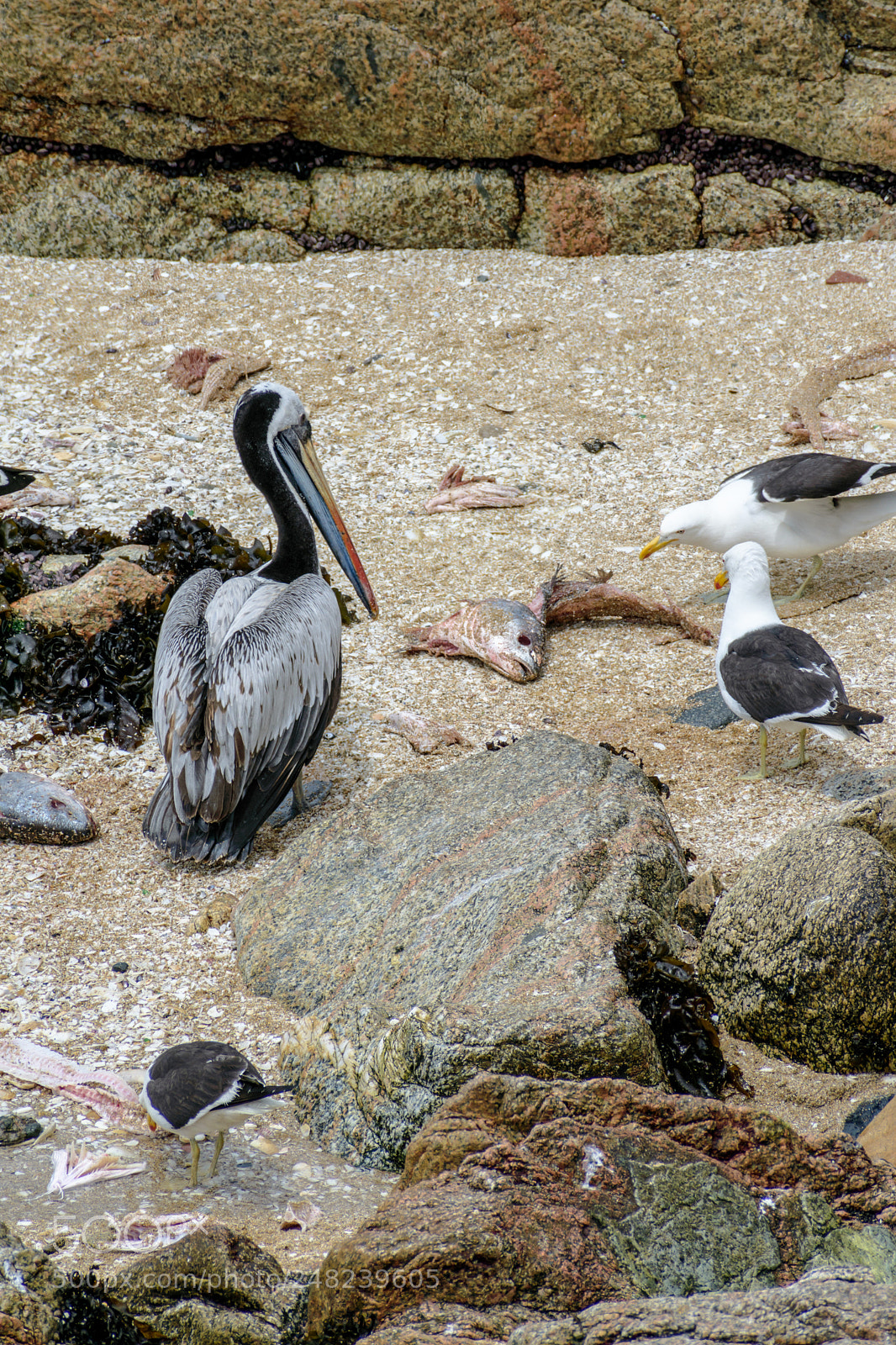 Nikon D3400 sample photo. Buffet photography