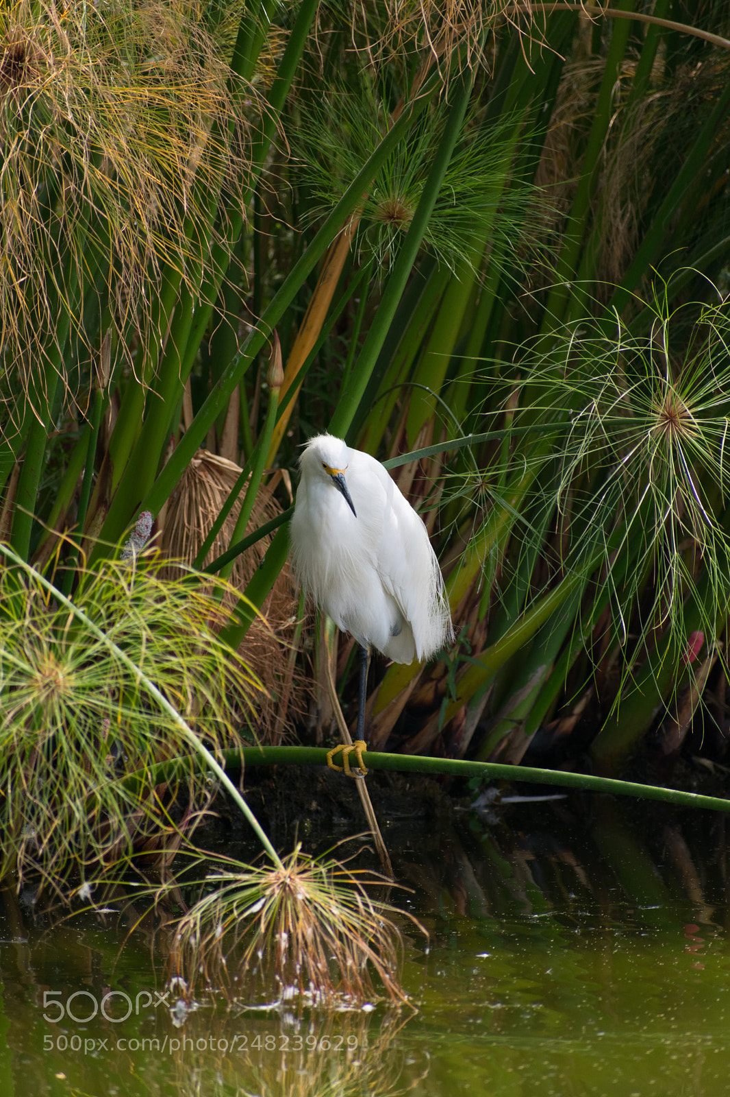 Nikon D3400 sample photo. Snowy egret photography