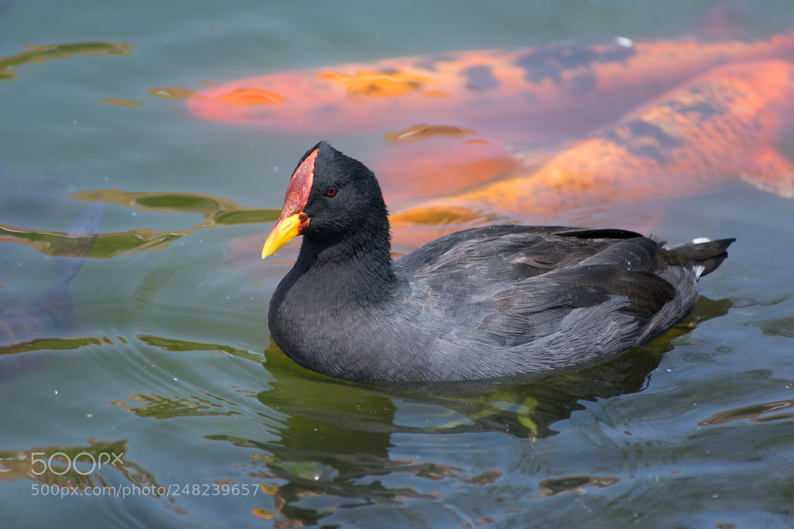 Nikon D3400 sample photo. Red-fronted coot photography