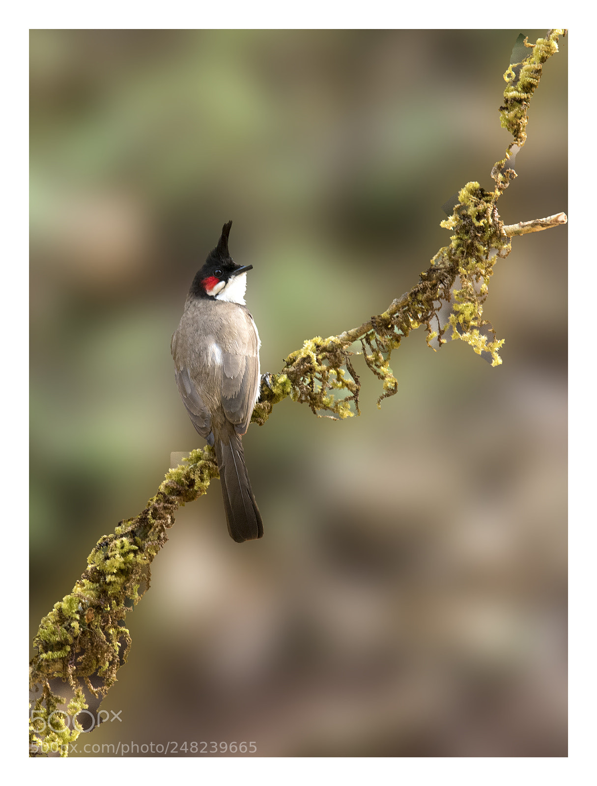 Nikon D810 sample photo. Red -whiskered bulbul photography