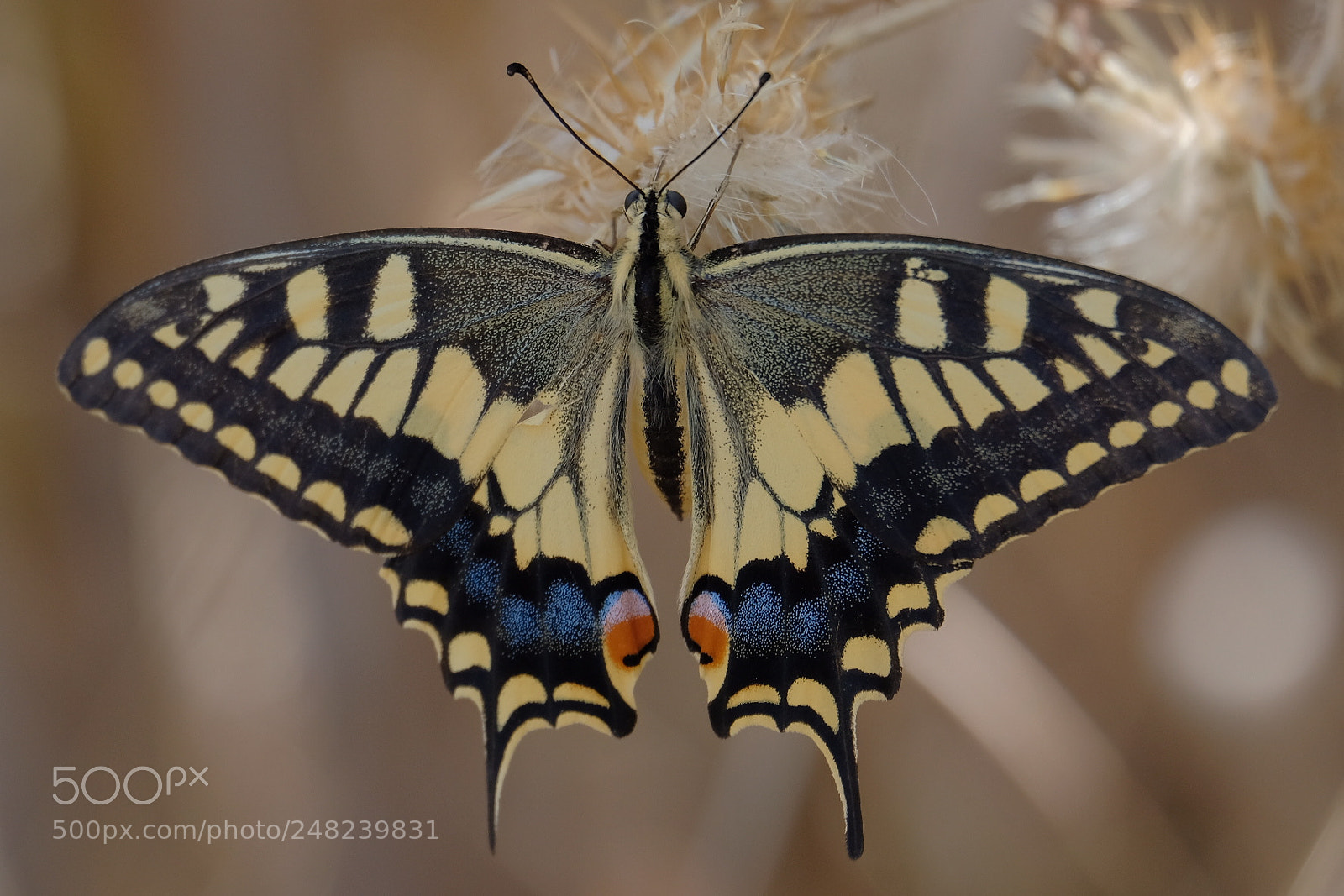 Fujifilm X-T2 sample photo. Old world swallowtail photography
