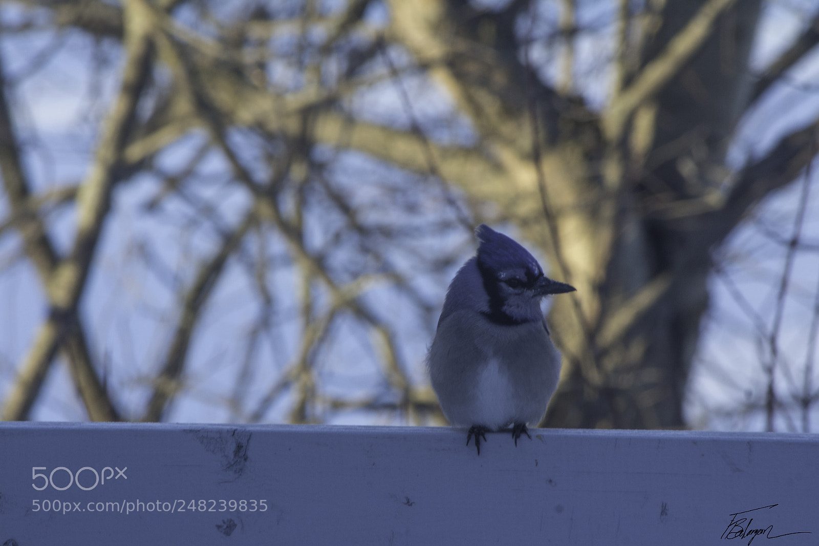 Canon EOS 650D (EOS Rebel T4i / EOS Kiss X6i) sample photo. Blue jay photography