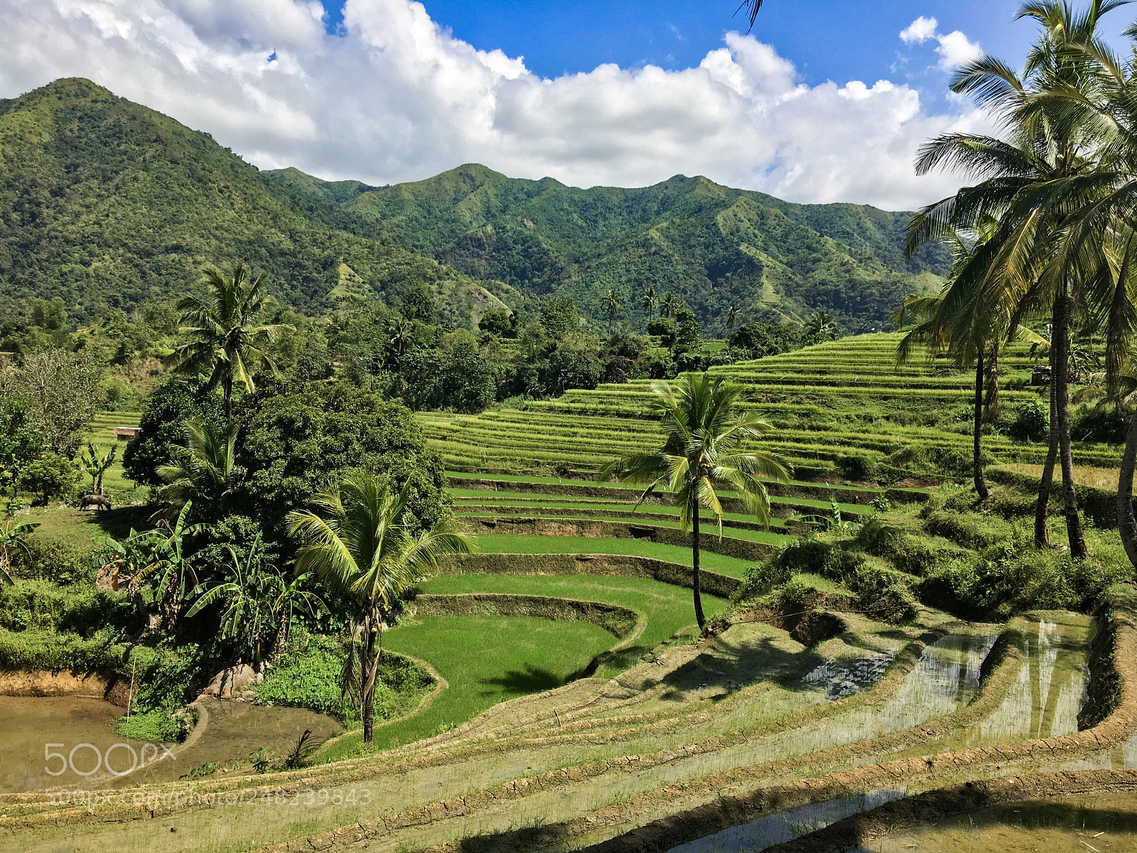 Apple iPhone 6s sample photo. Rice terraces in tigbaboy photography