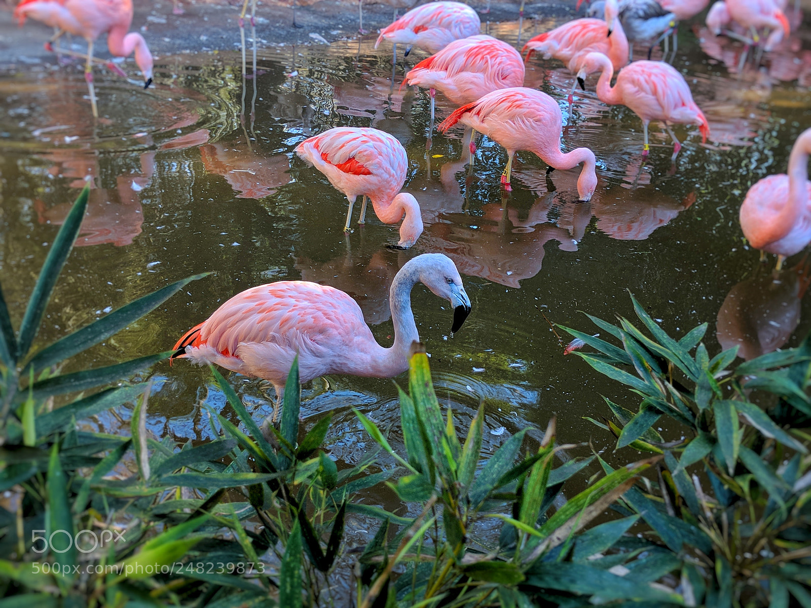 Google Pixel 2 sample photo. Flamingo photography