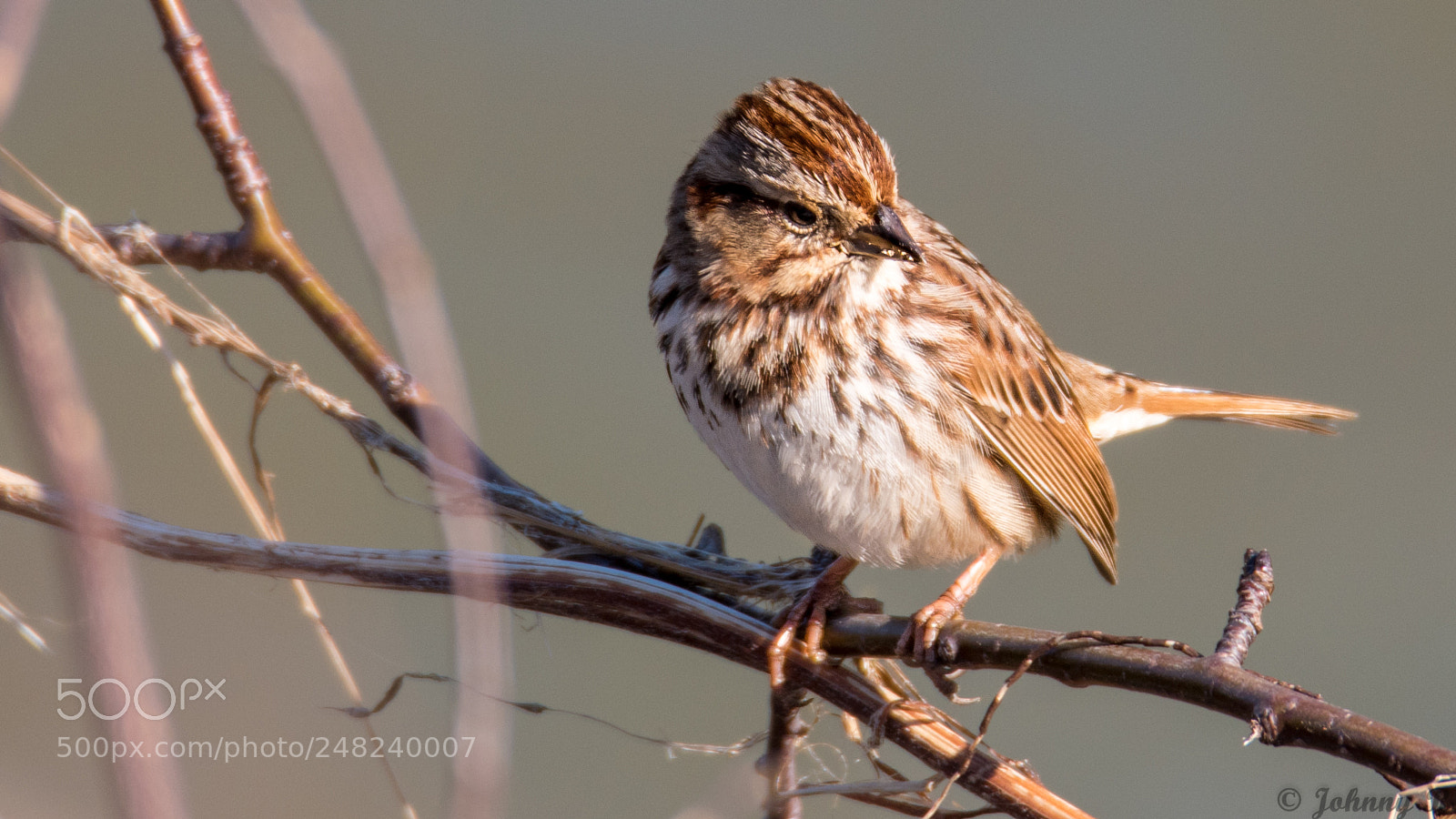 Nikon D5600 sample photo. Morning sparrow photography