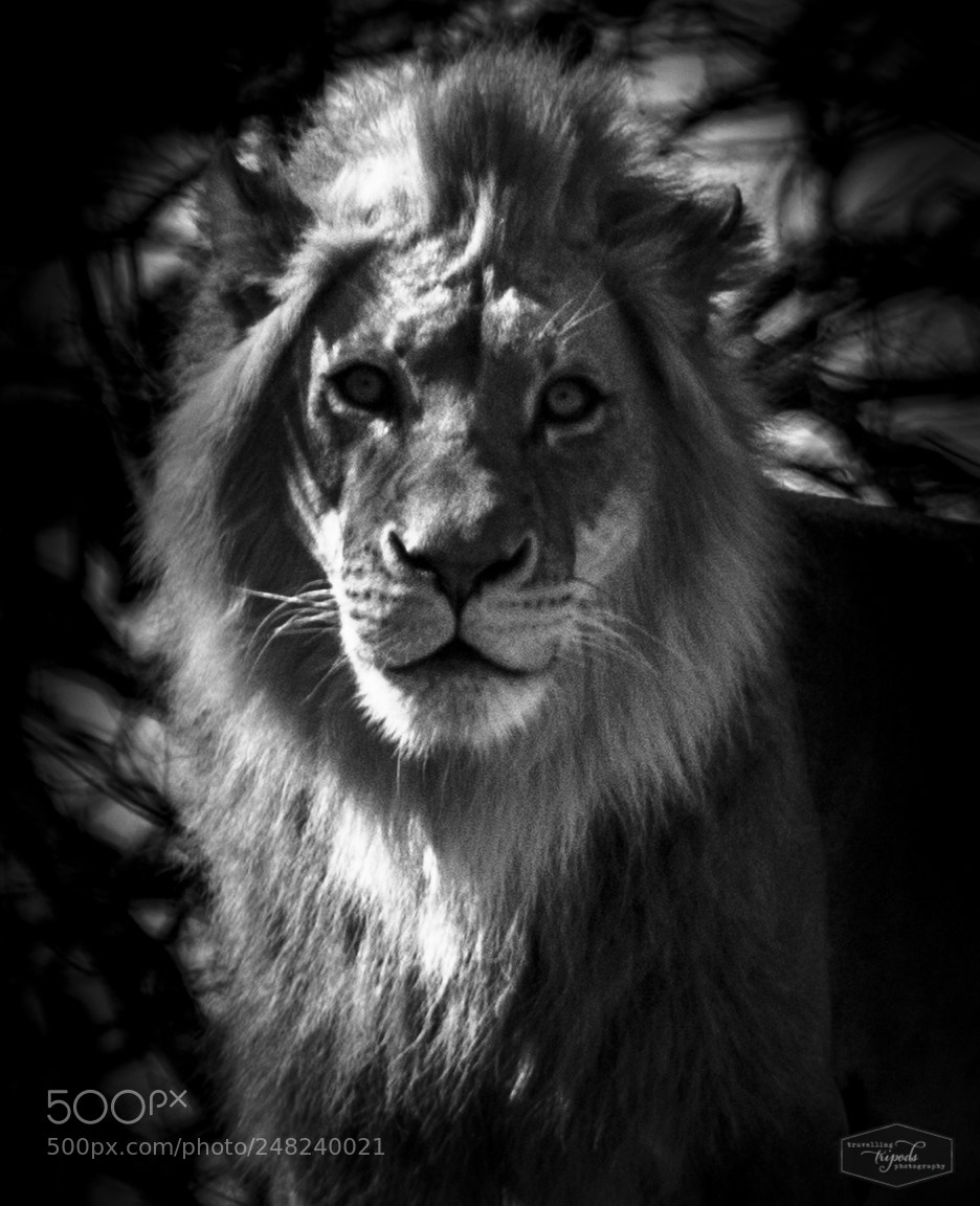 Canon EOS 1100D (EOS Rebel T3 / EOS Kiss X50) sample photo. Lion photography